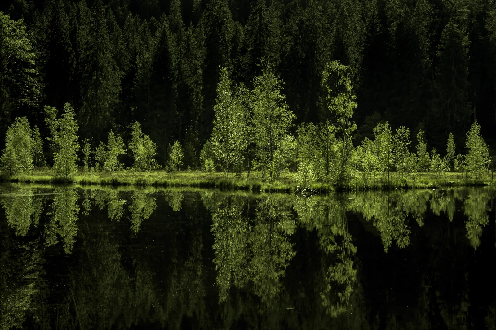 Darkgreen 05