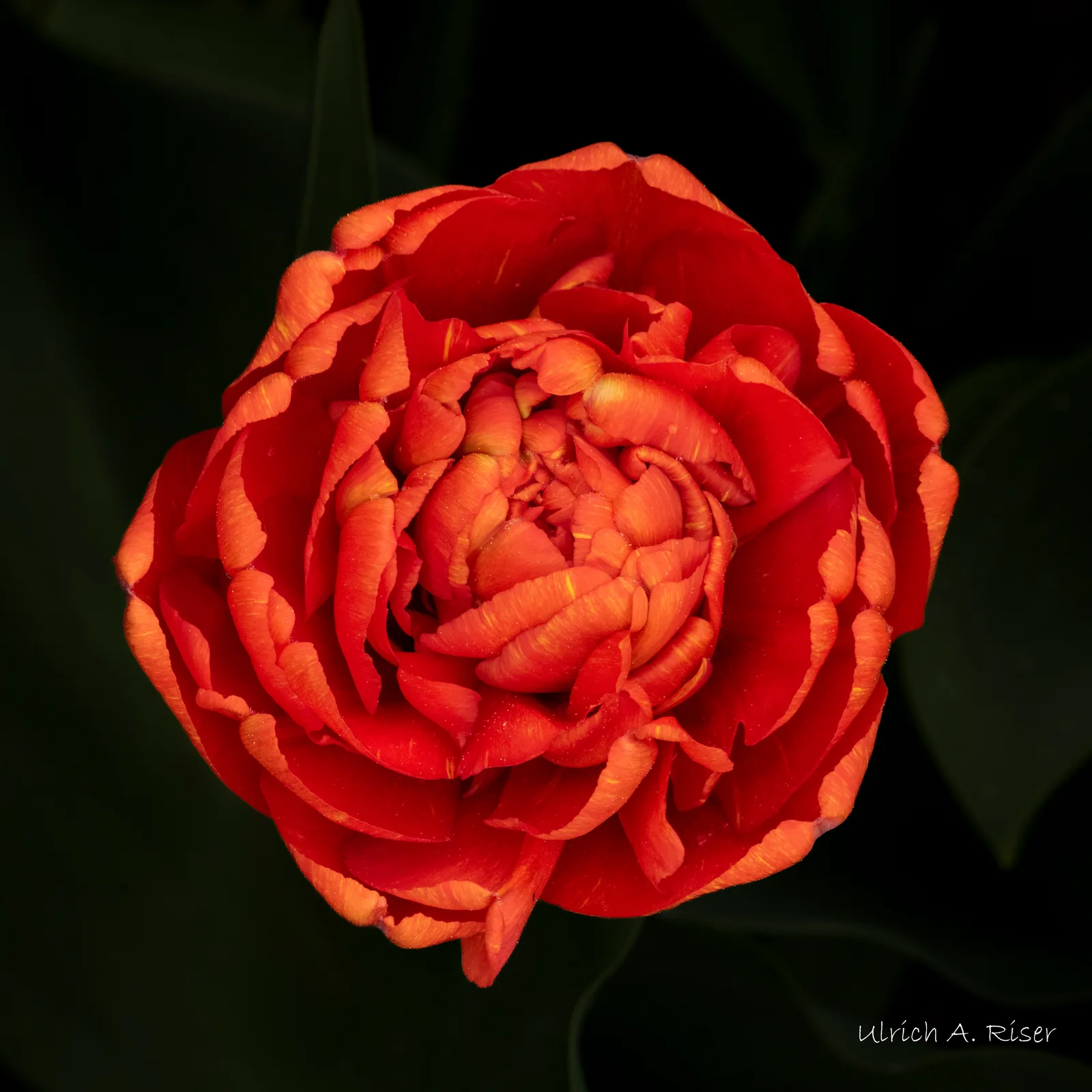 Tulpe, rot