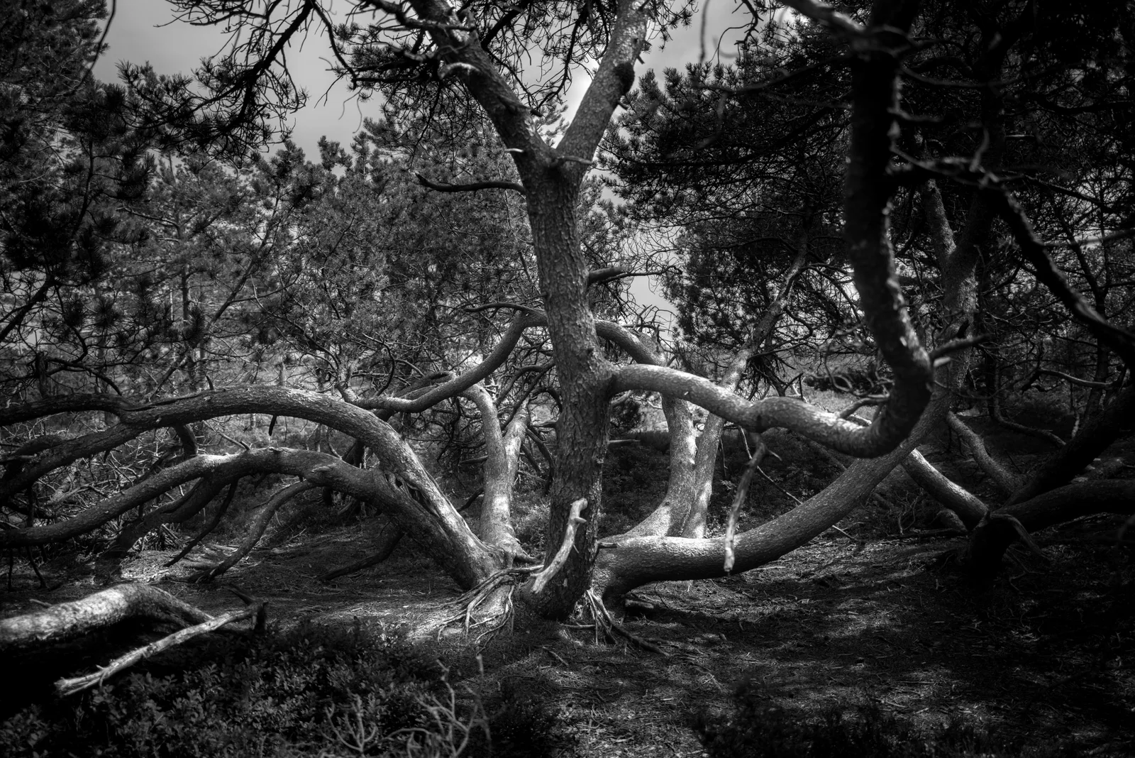 Wind-Taught Pines