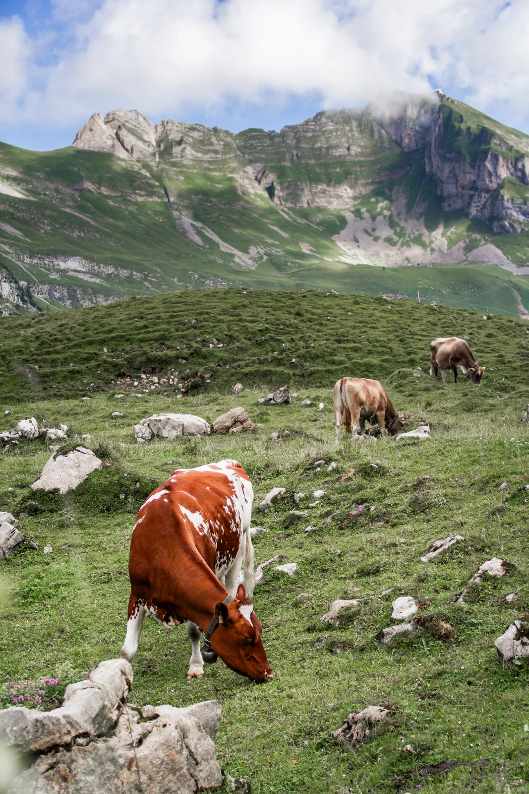 Kuhweide auf Land