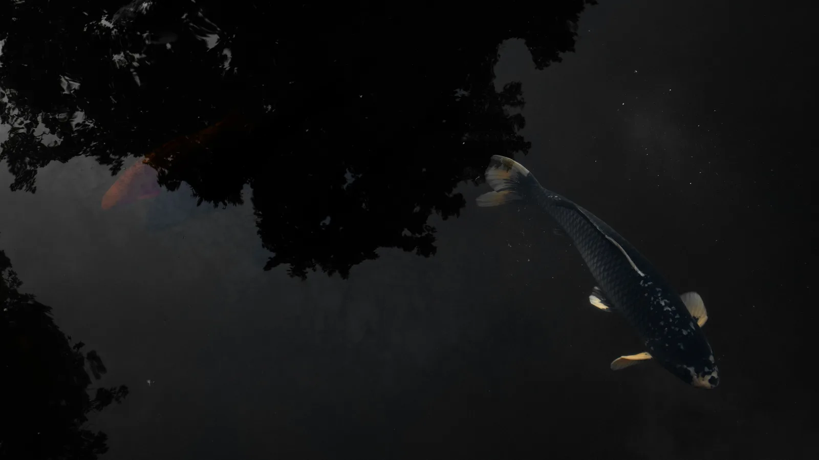 Koi 4