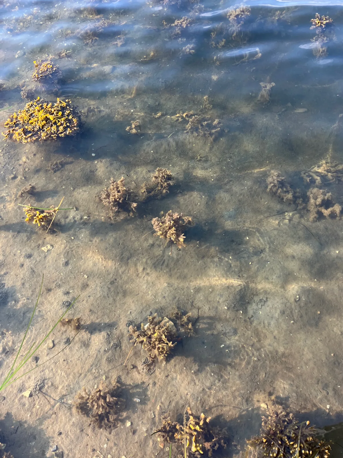 Dancing Algae