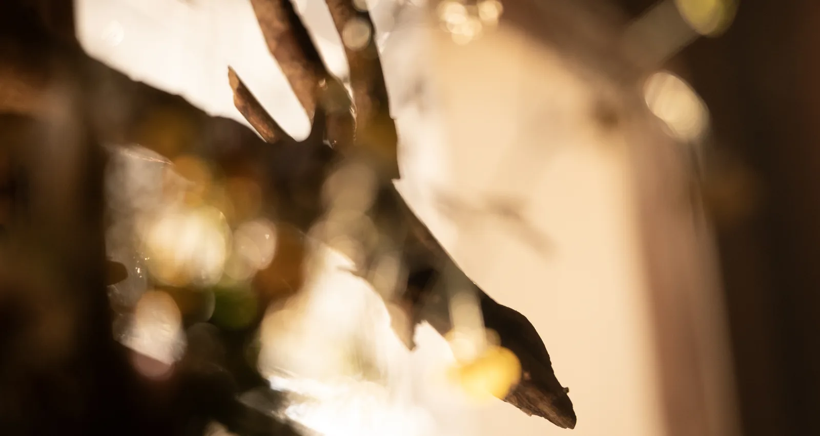 forest spirit
