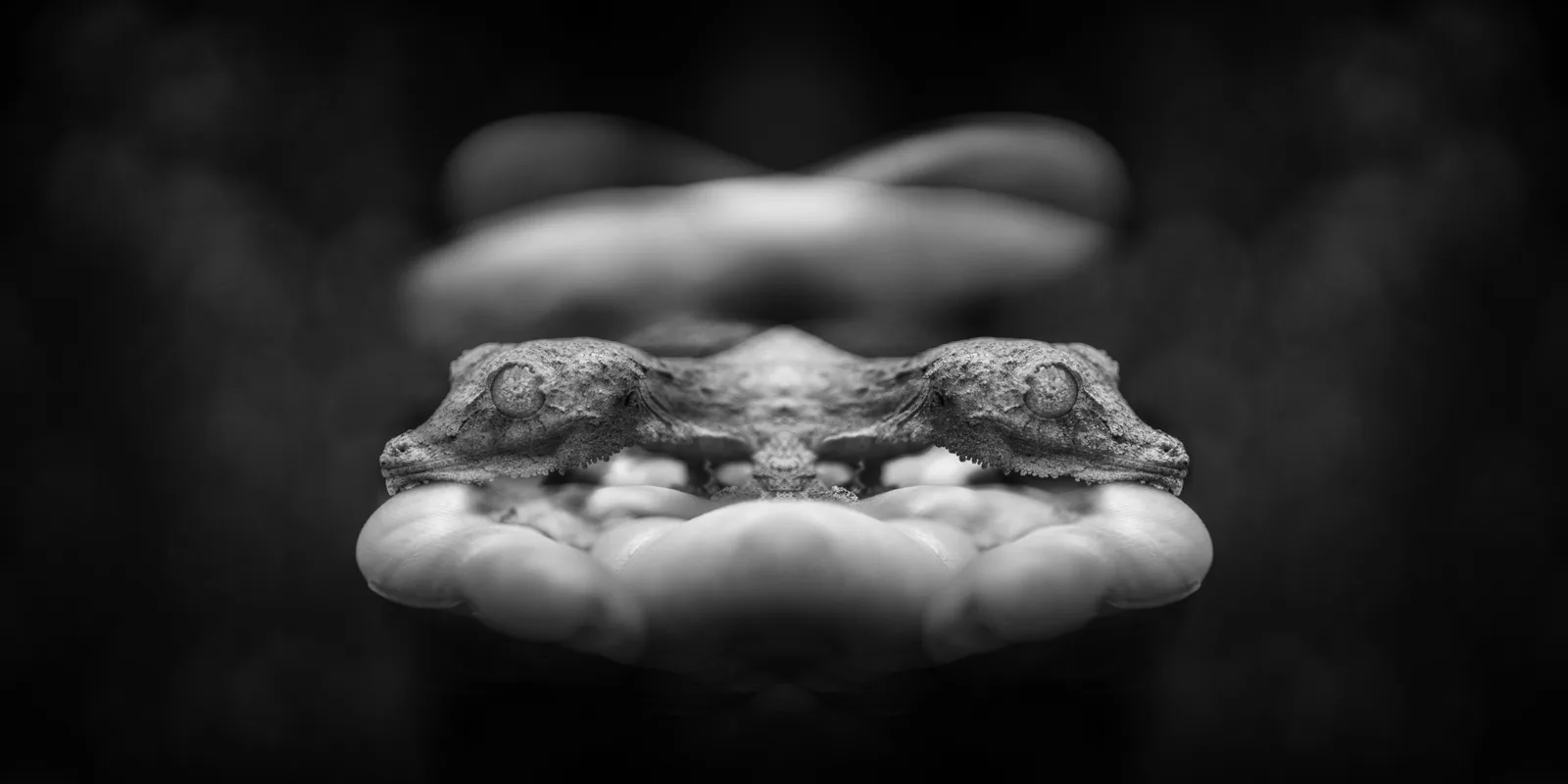 Mossy leaf-tailed gecko