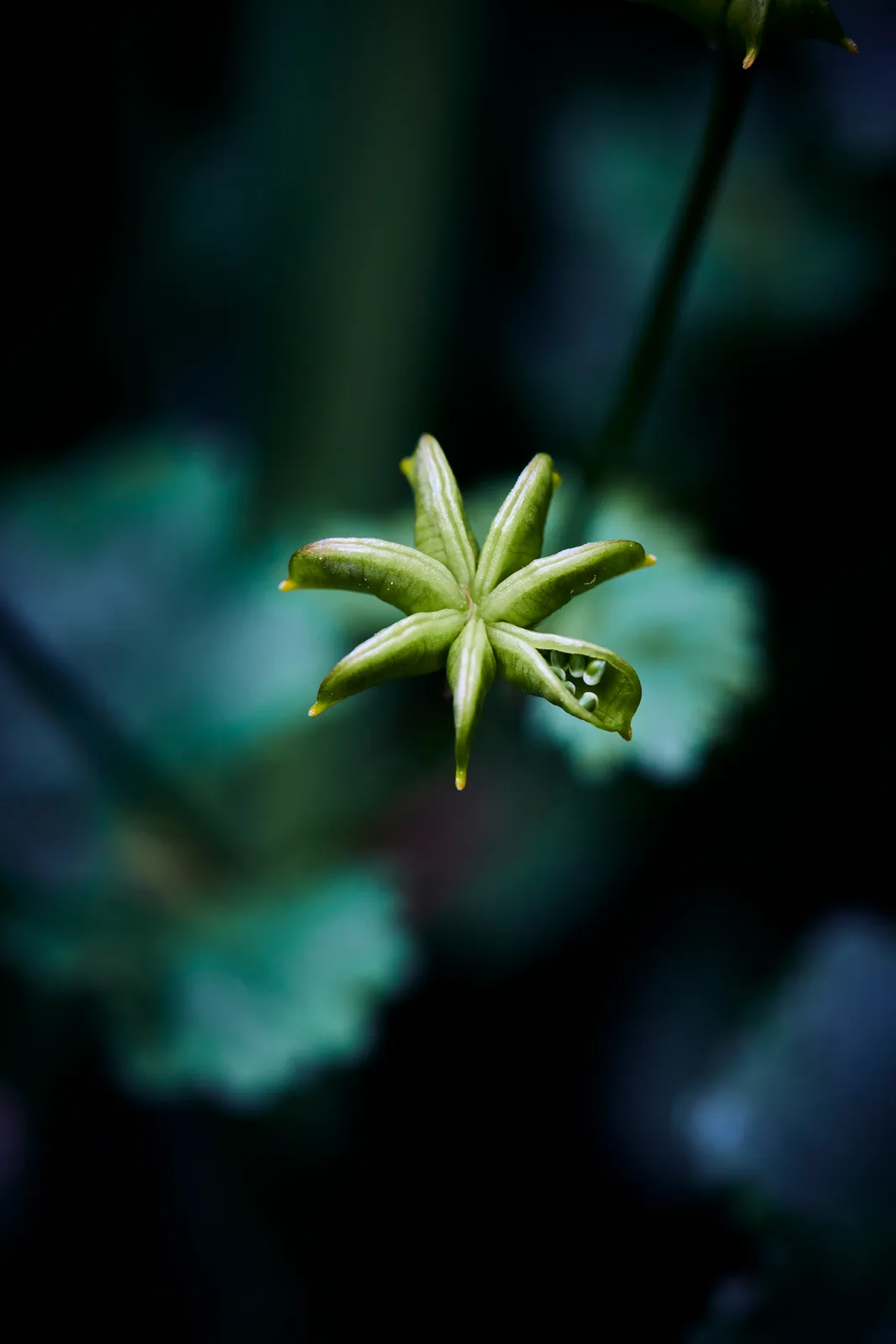 Caltha