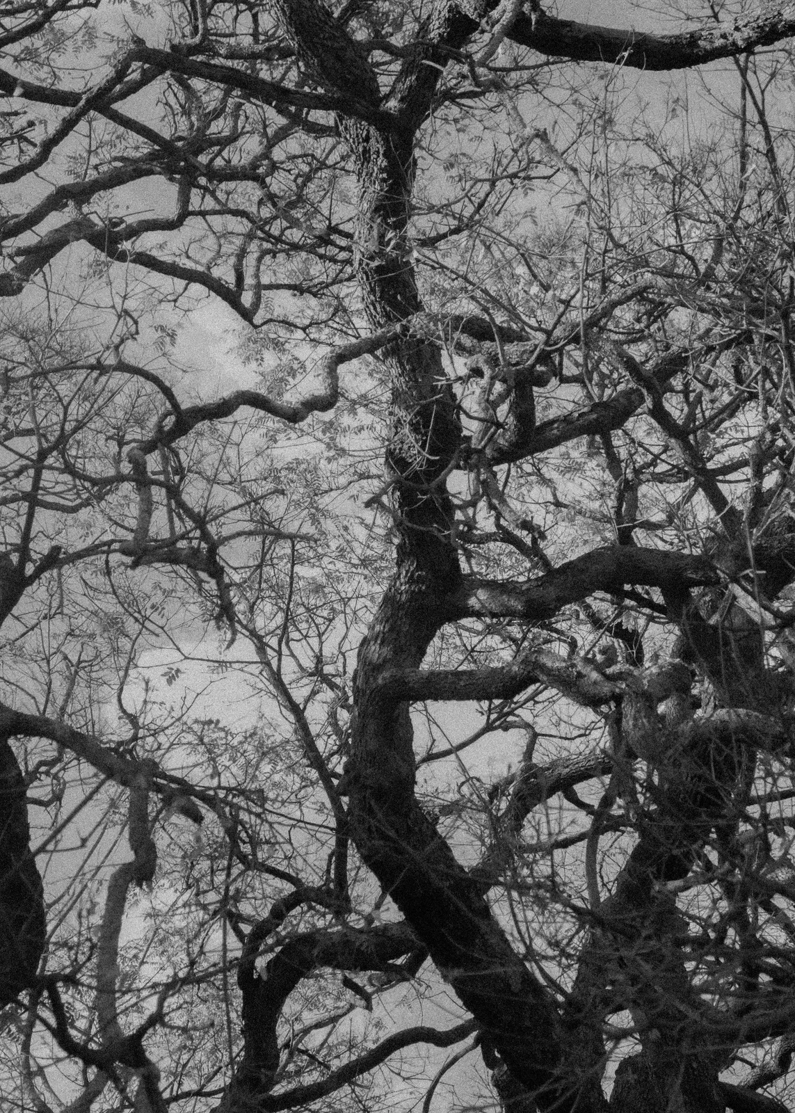 Kily Tree