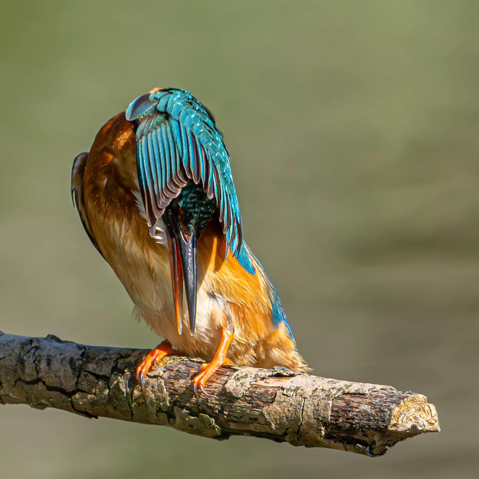 Martin-pêcheur lissant son plumage