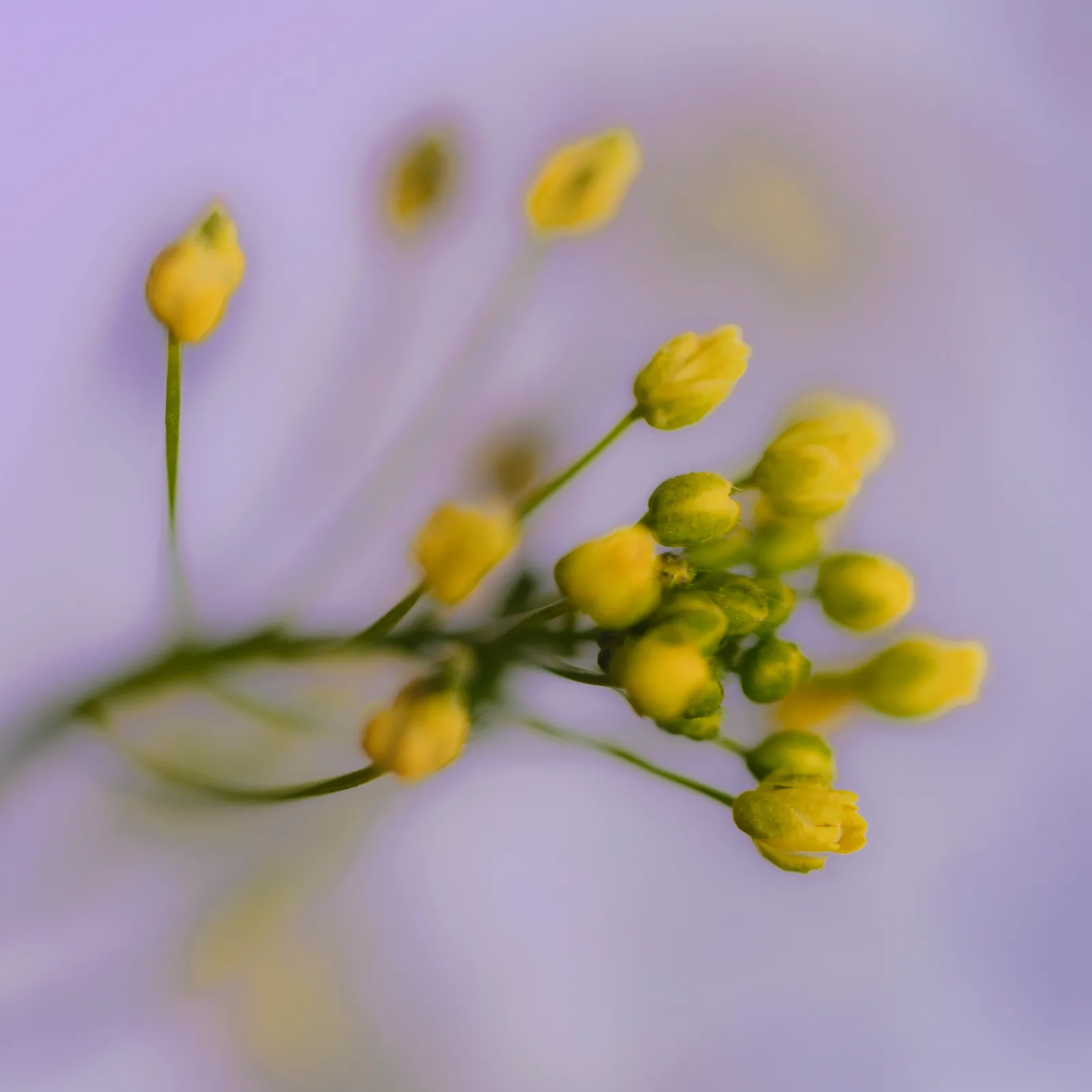 Golden Buds