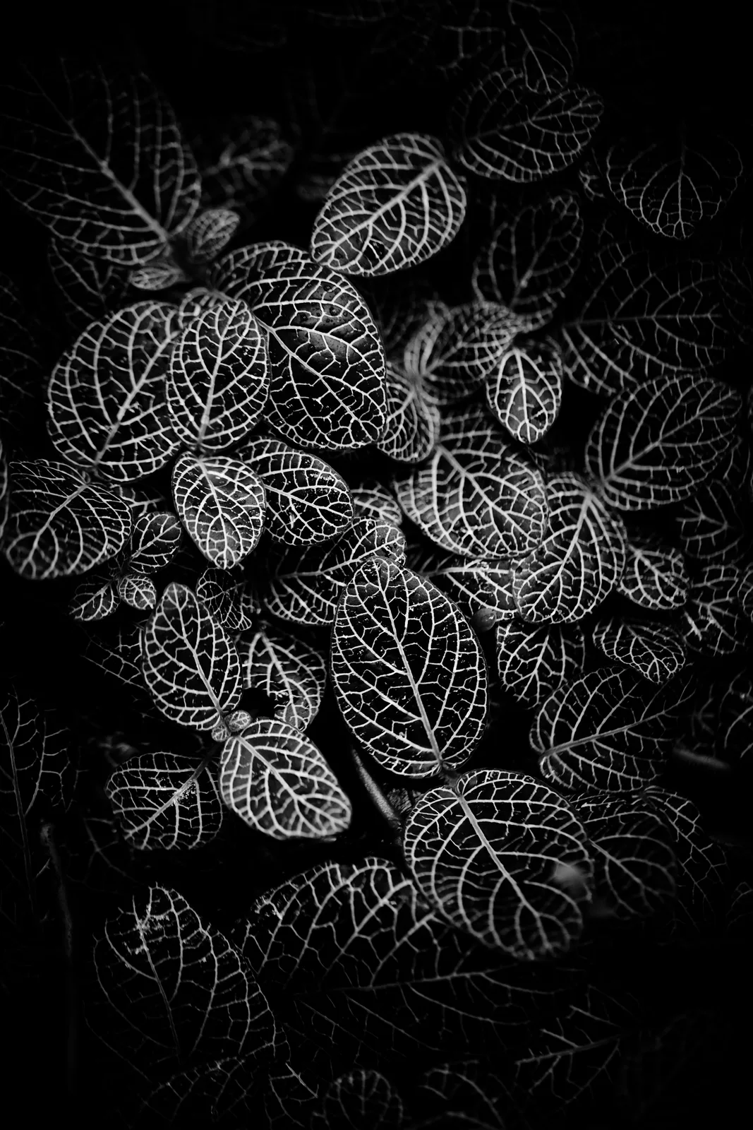 Fittonia