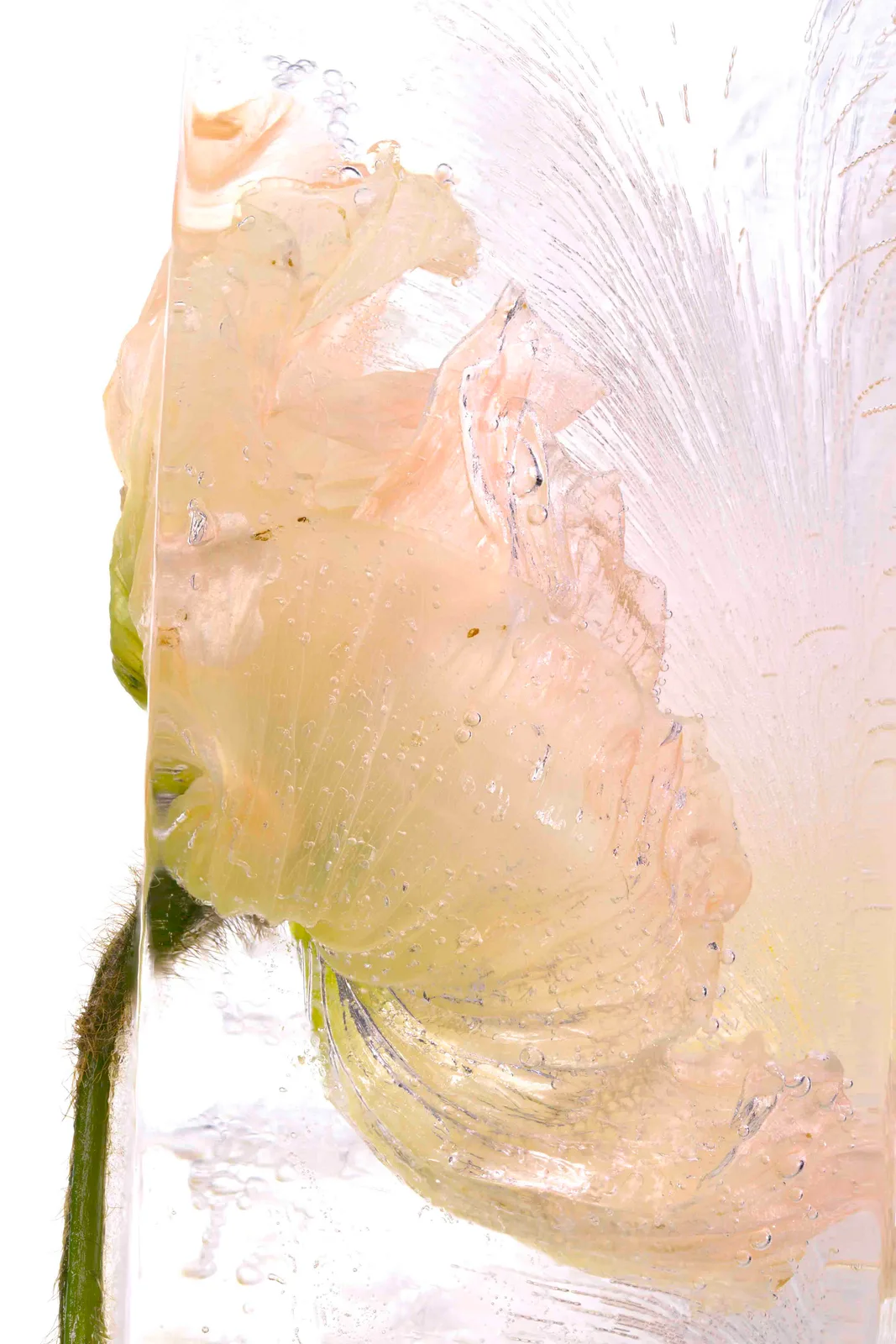 ICE POP 2