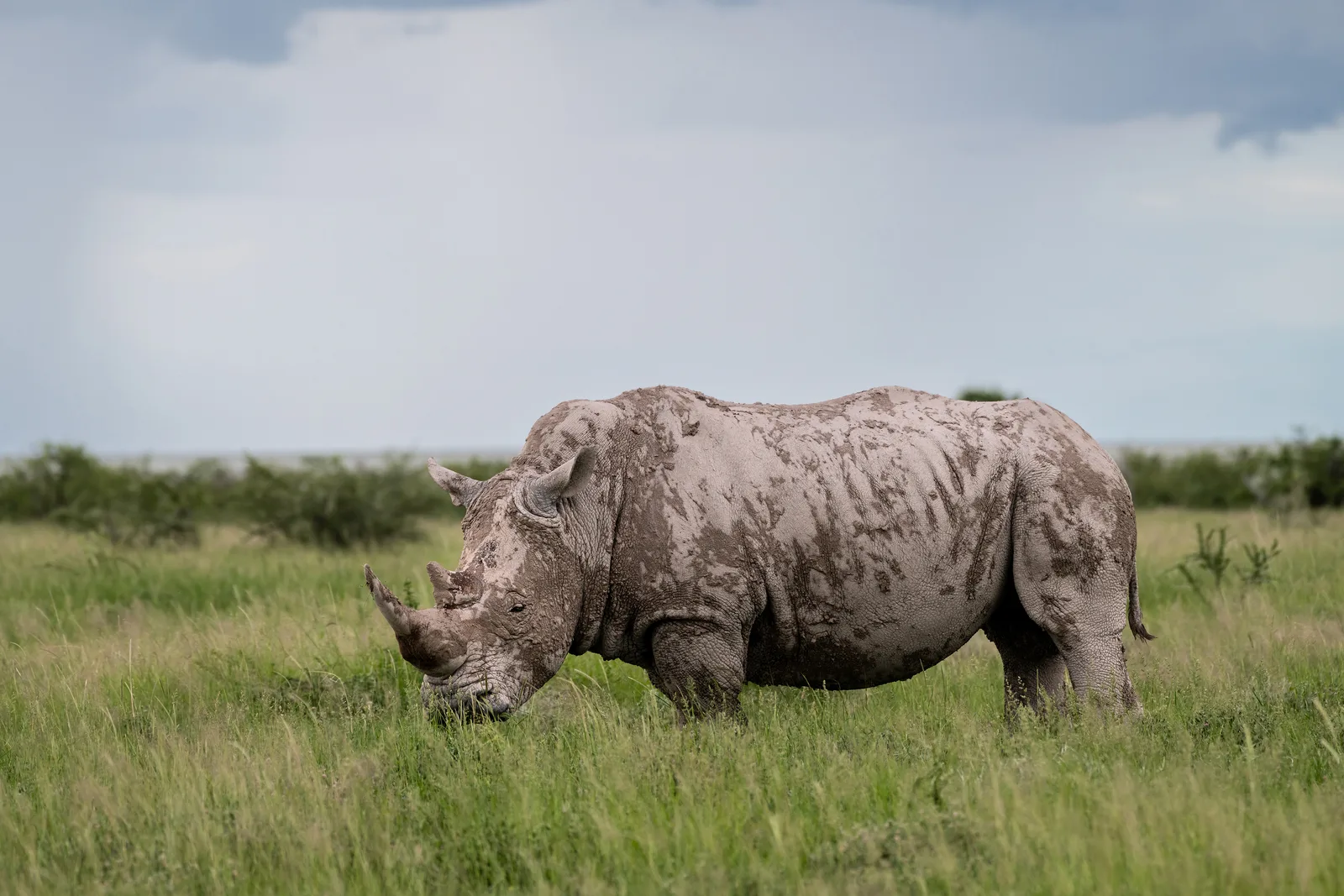 Nashorn mit Schlamm