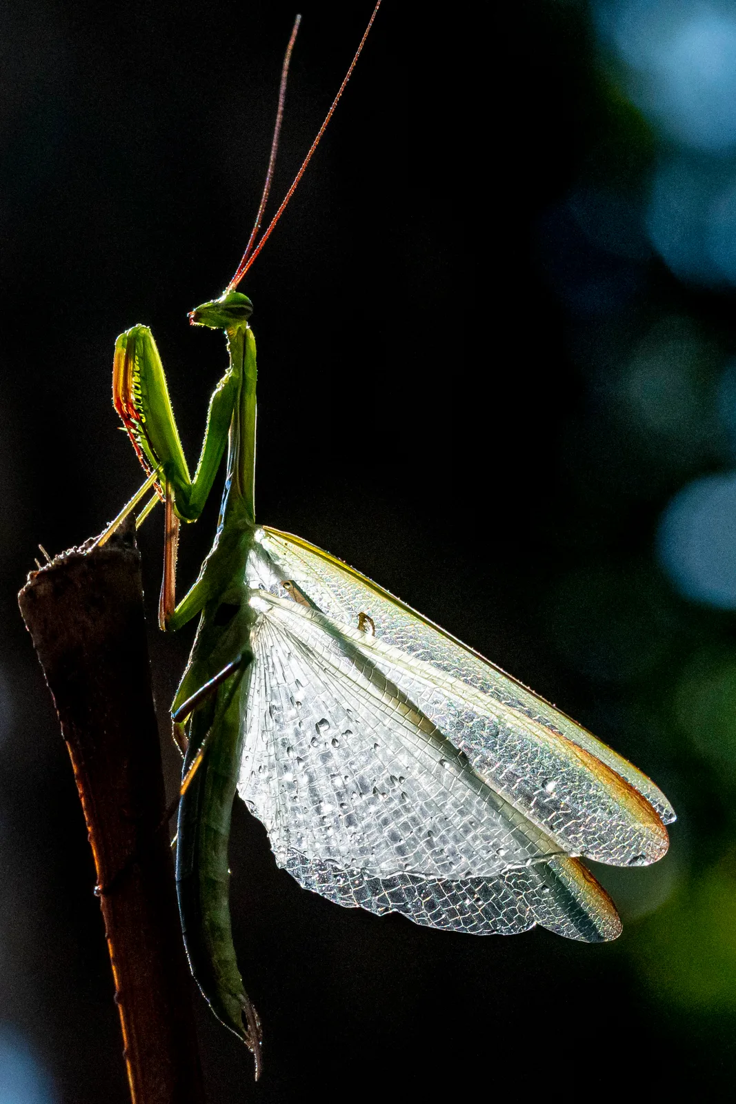 Gottesanbeterin 2  (Mantis religiosa)