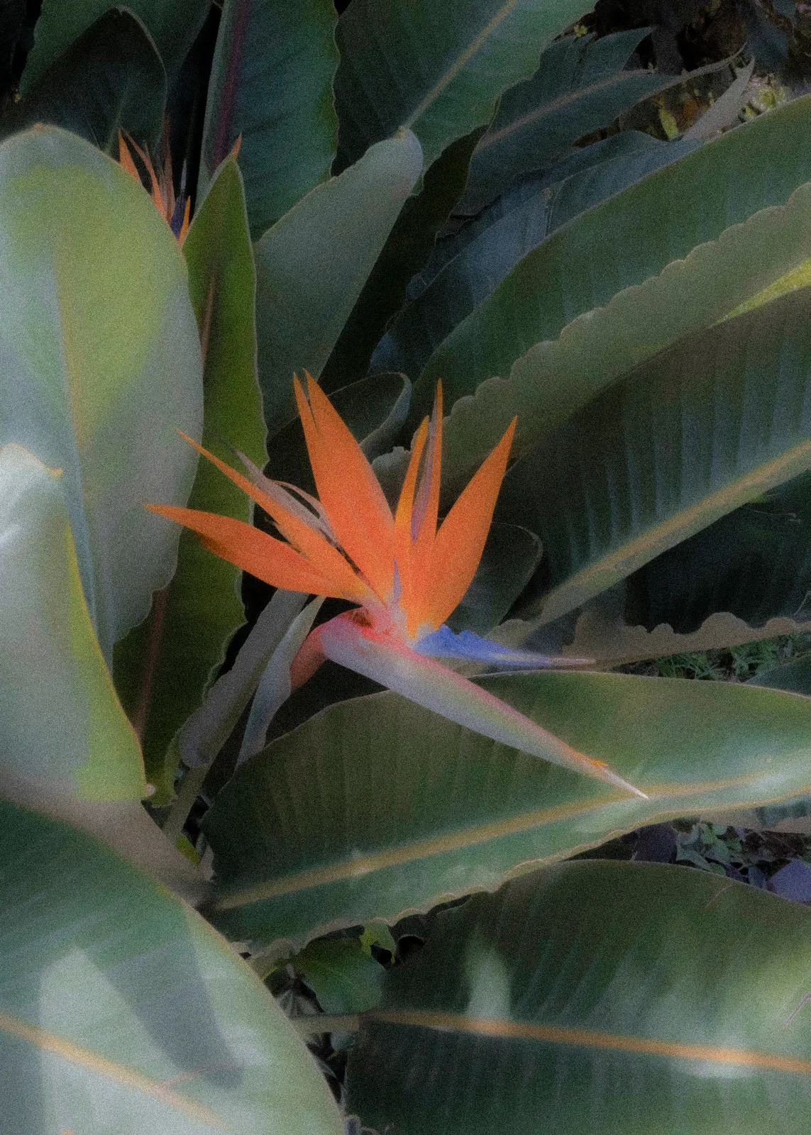 Dragon Flower