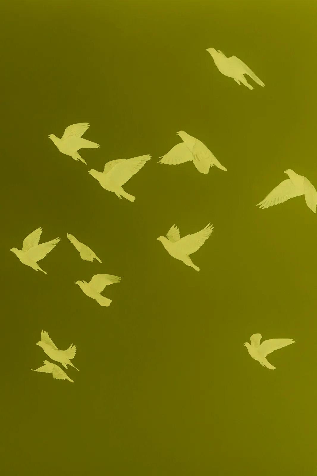 Birds on Yellow