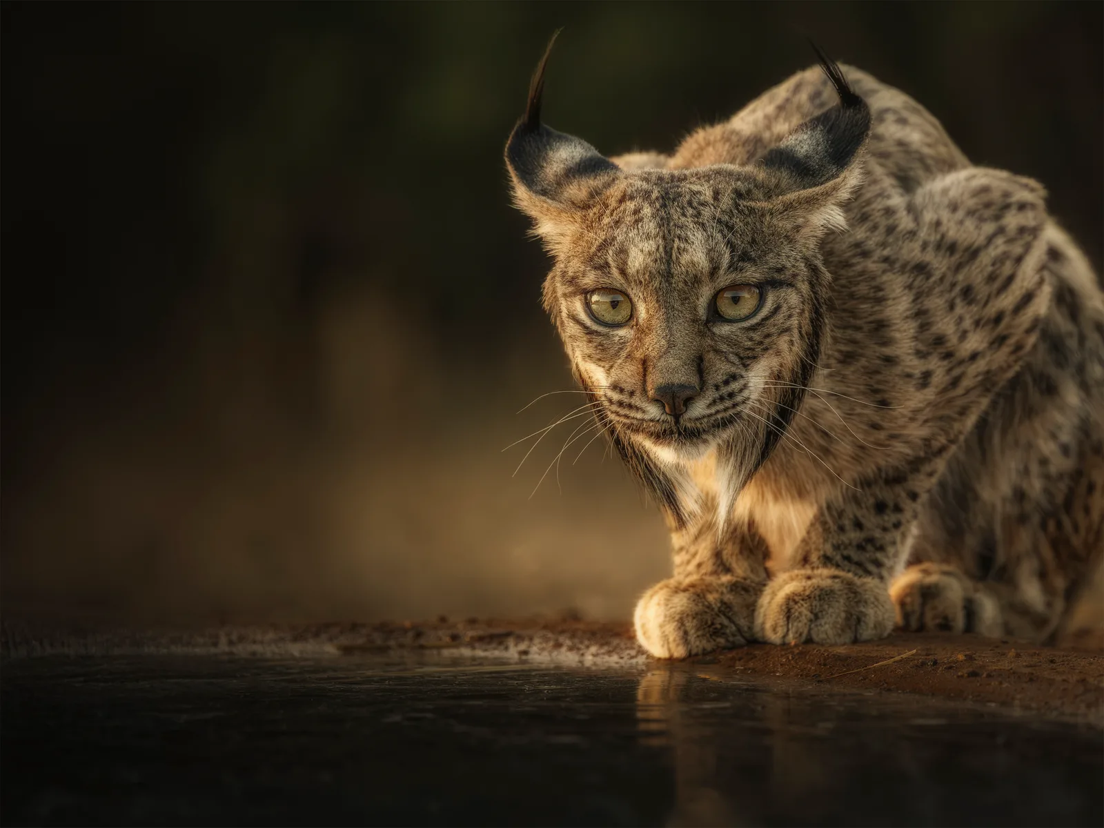 Auf den Spuren des Iberischen Luchs (Beobachtung)