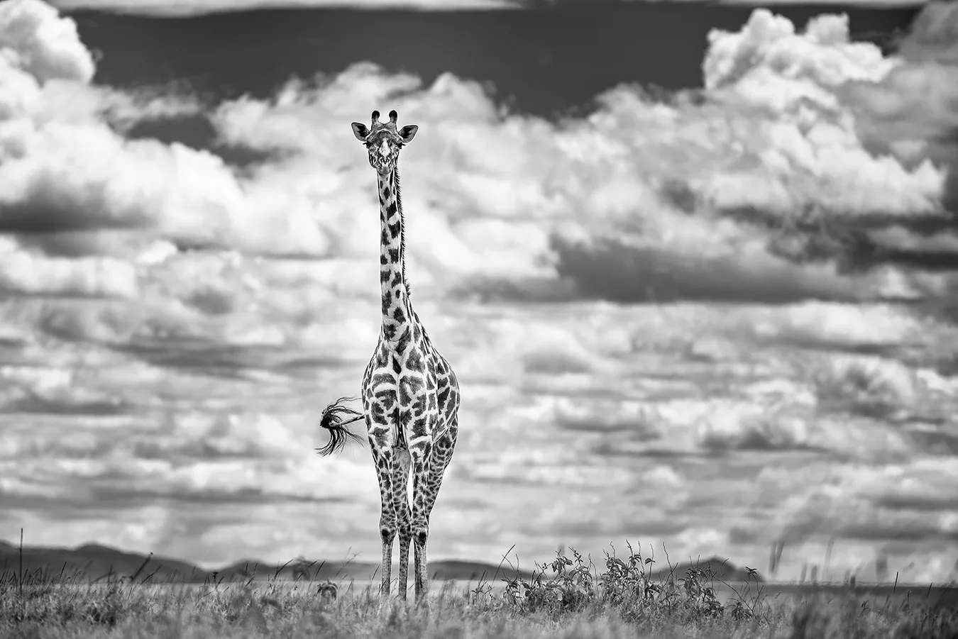 TALL FRIEND