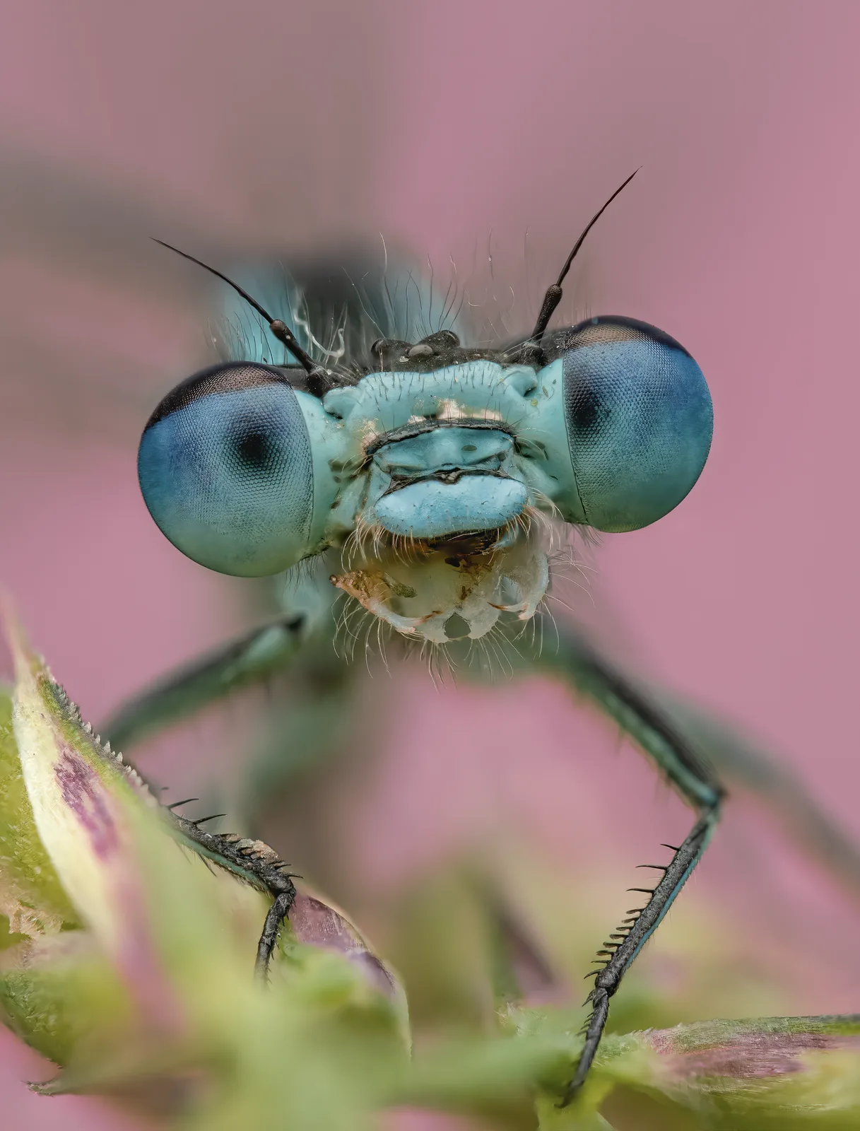 Blaue Federlibelle in der Morgen Sonne
