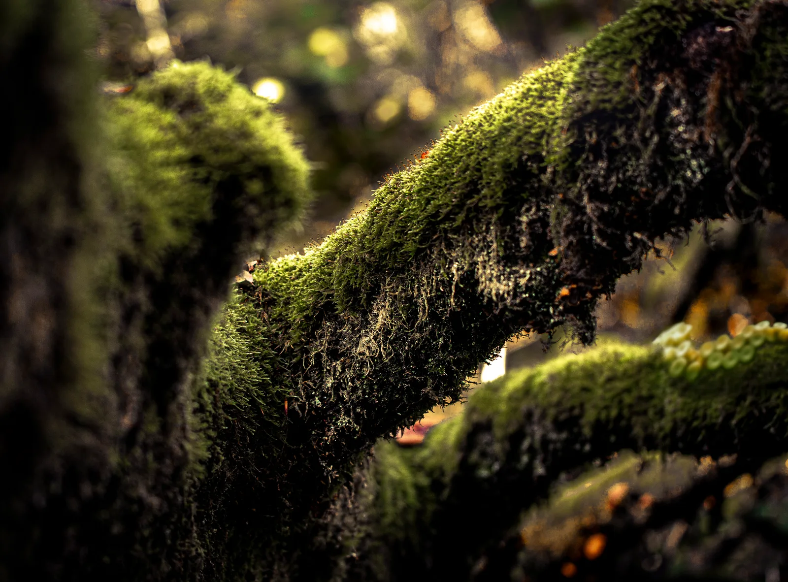 Forest Creature 3
