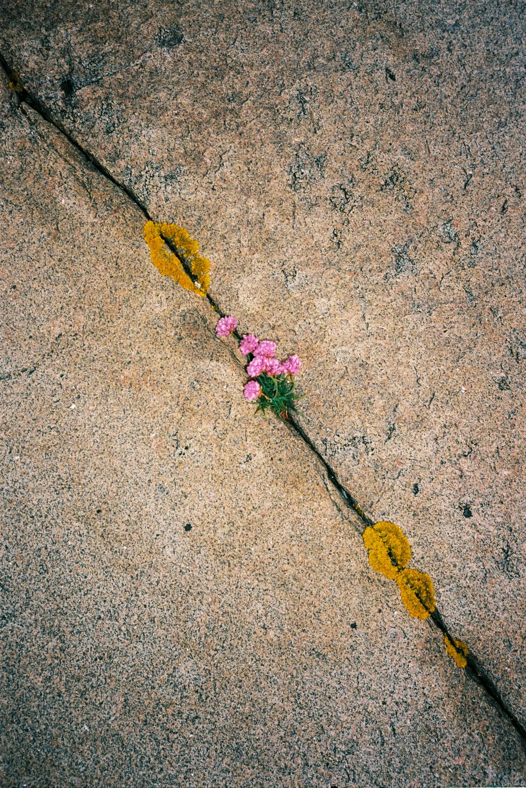 bloom 02