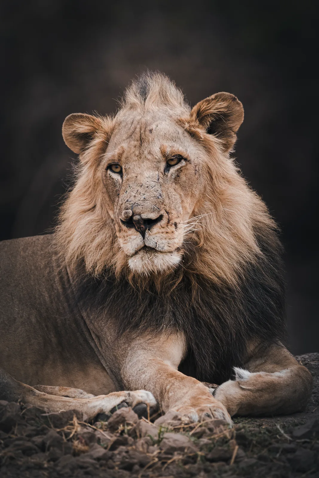 Male Lion with scars