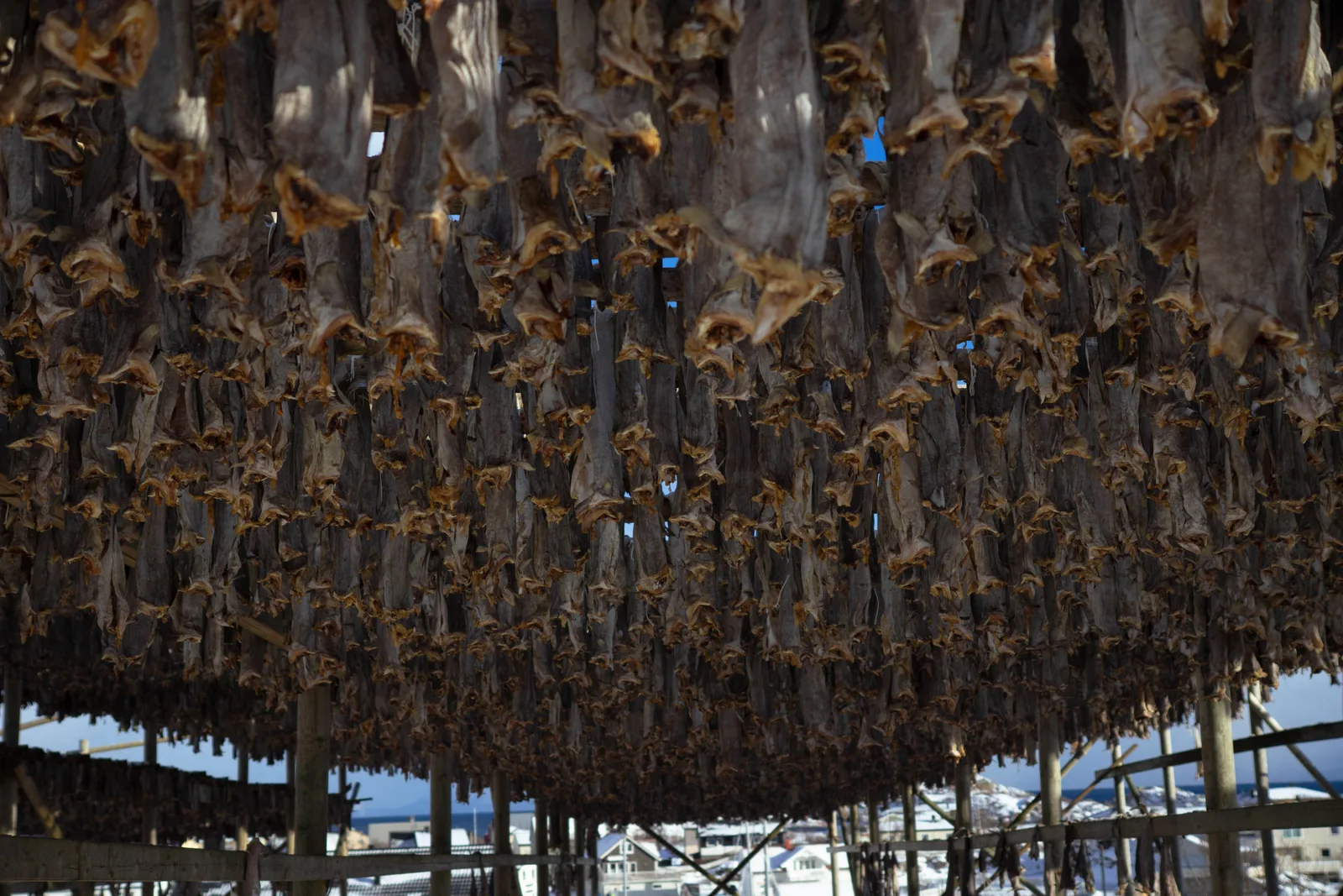 Salted Fish