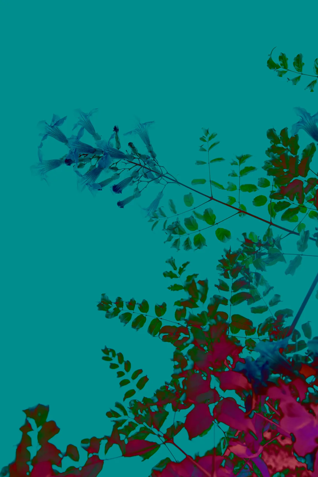 Flowers on Blue