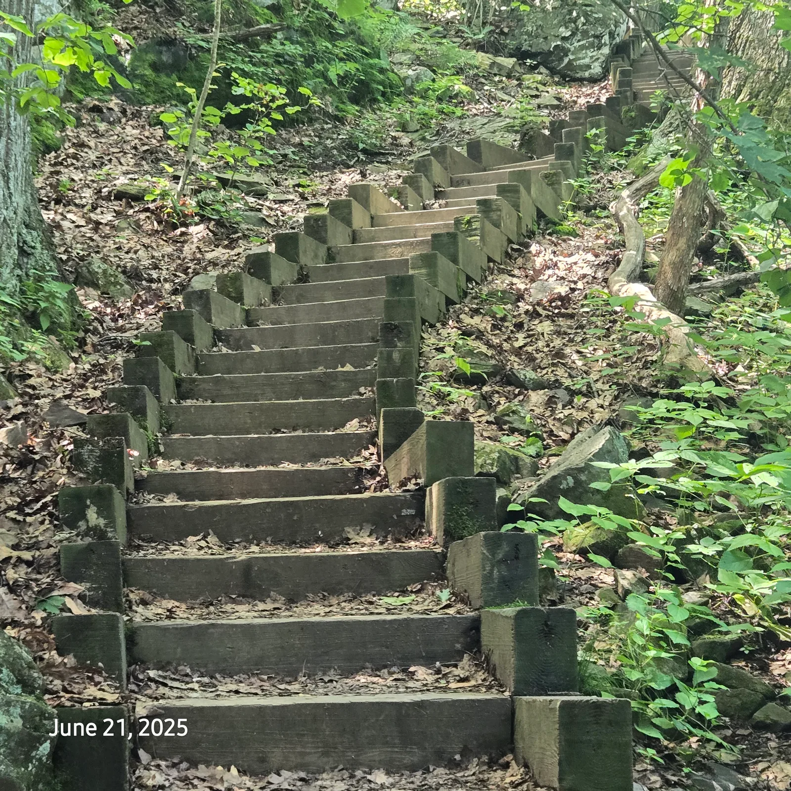 Stairs in the forest