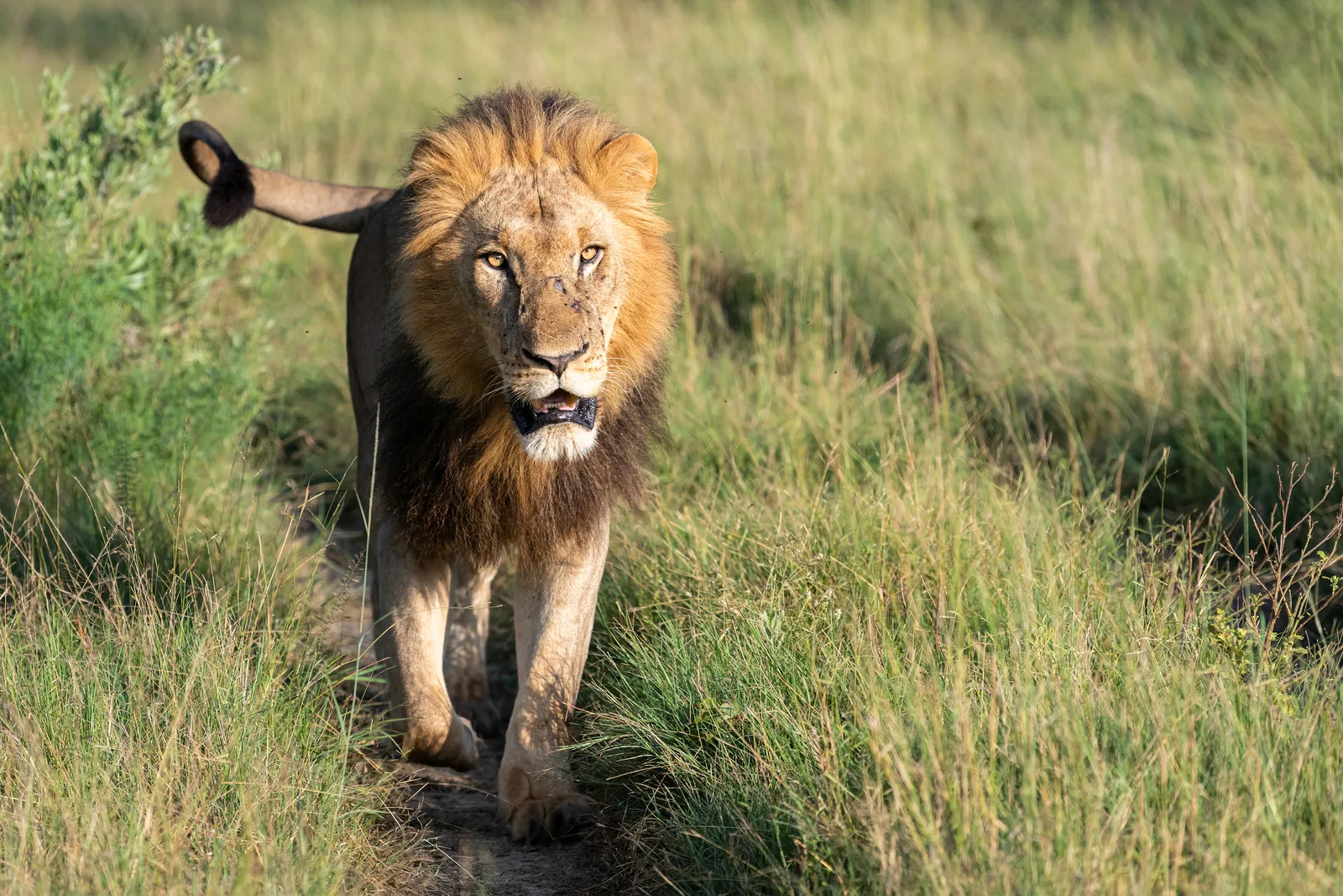 Lion King