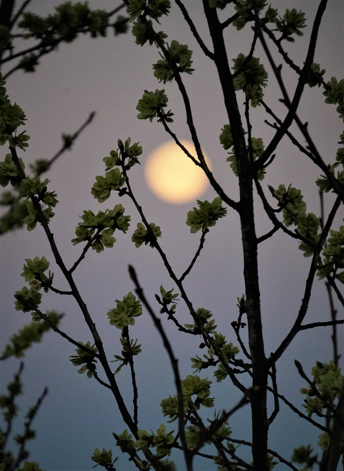 Vollmond hinter Blüten