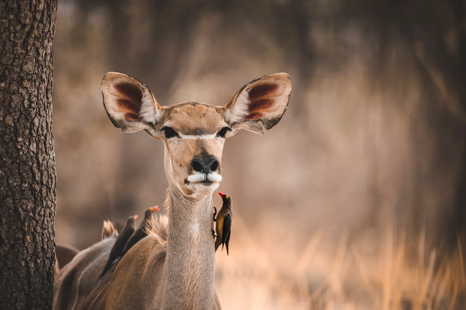 Female Kudu with Oxpecker