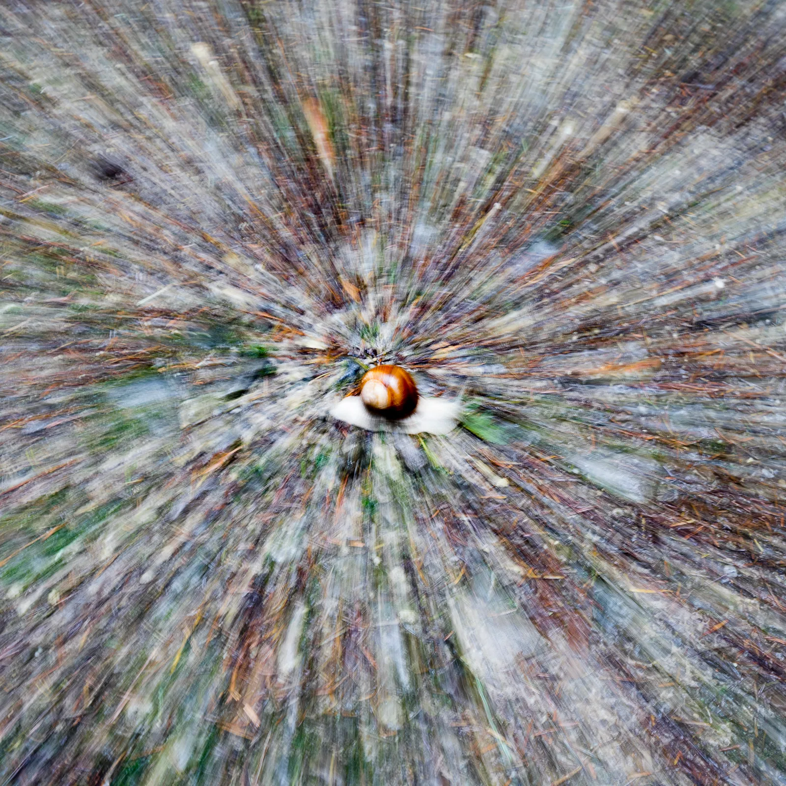 Schnecke im Wald