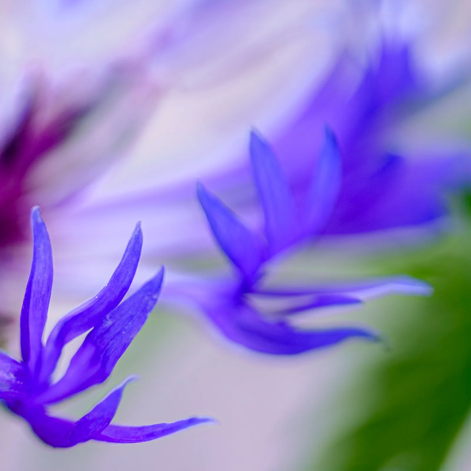 Whispers in Blue
