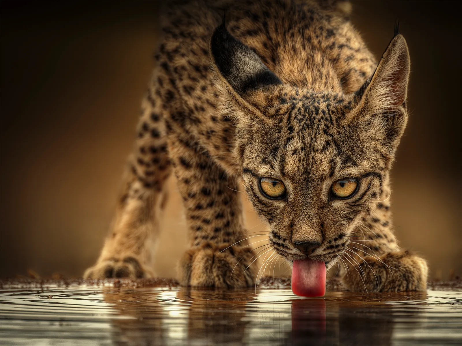 Auf den Spuren des Iberischen Luchs (Durst)
