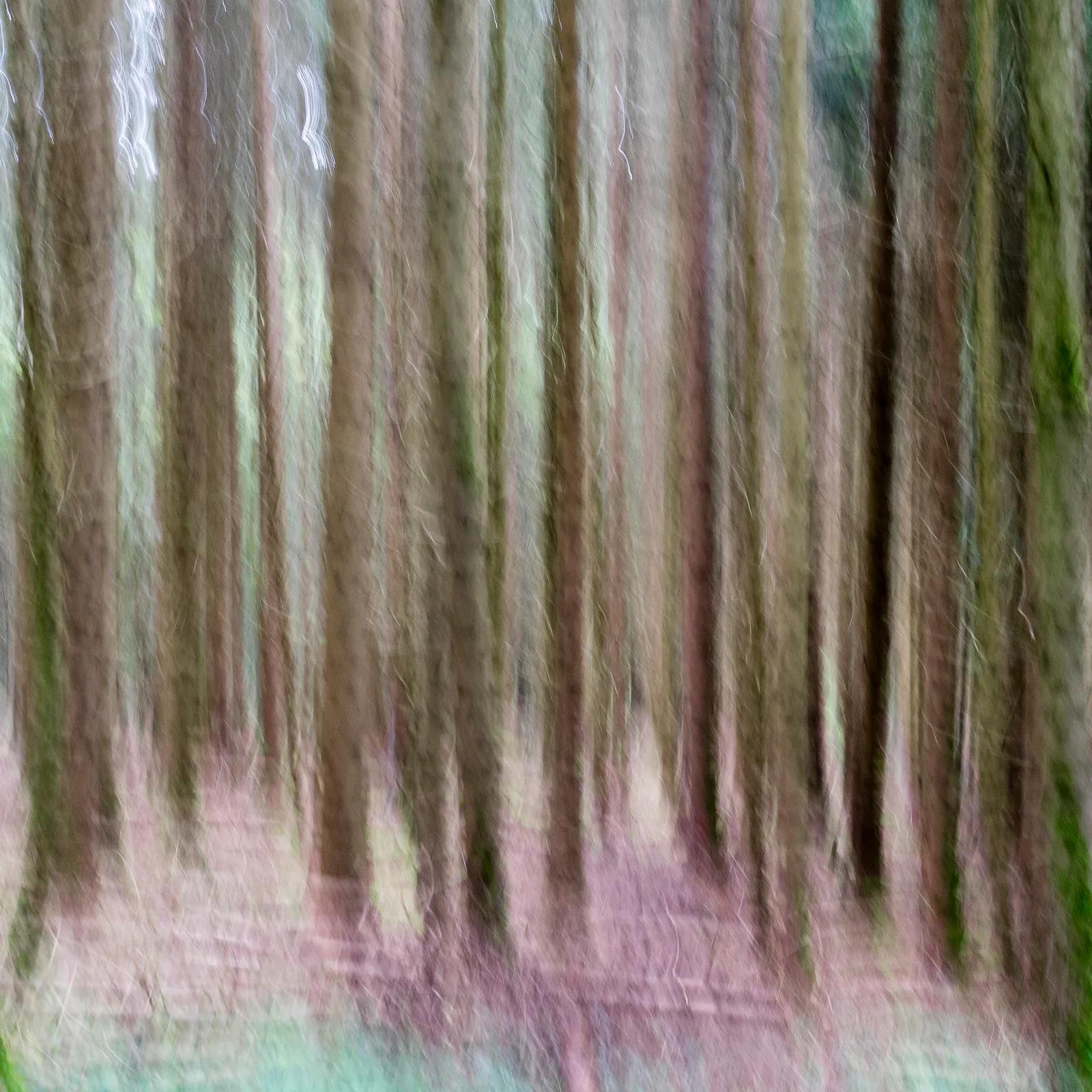 Winterwald