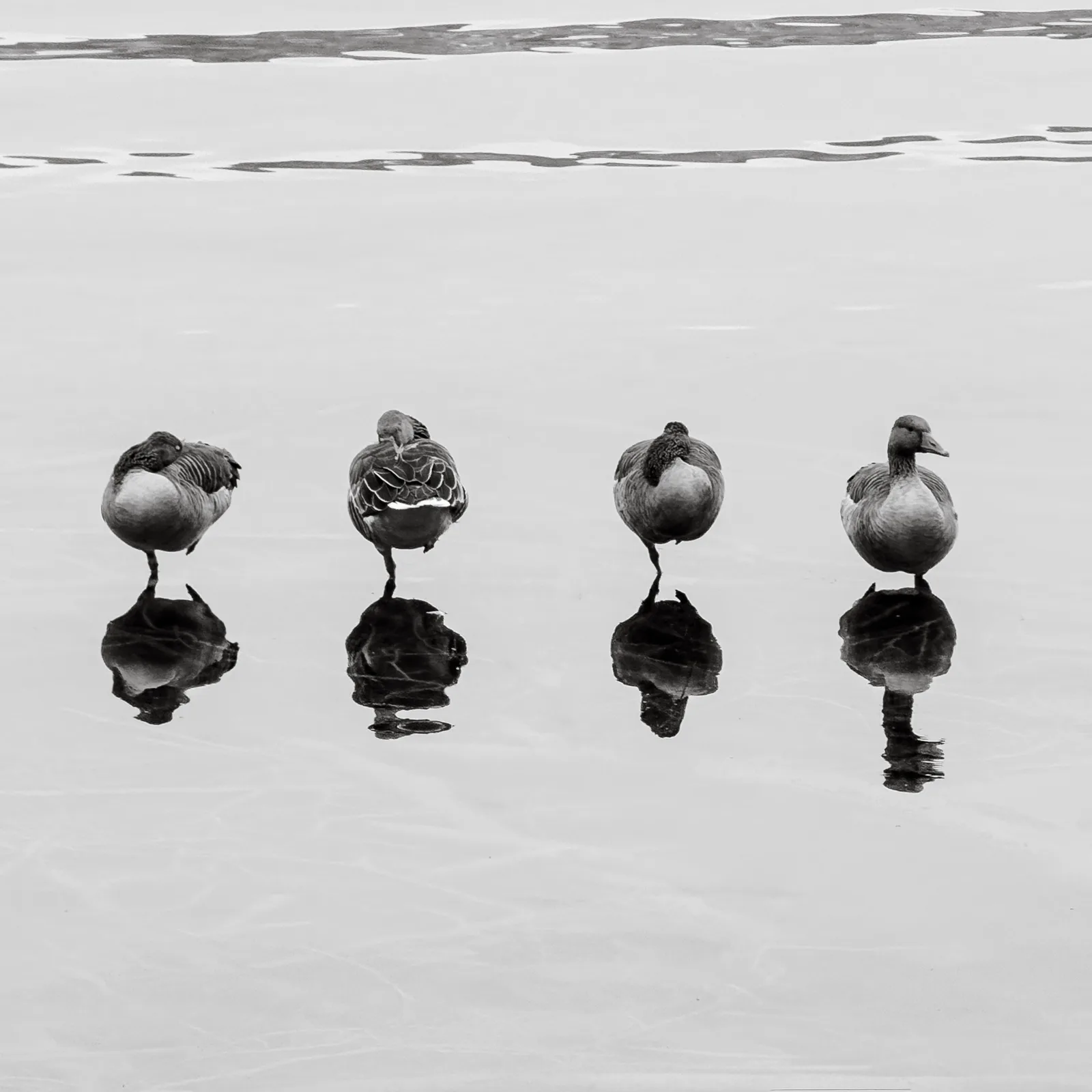 Gänse auf Stelzen - Hallwilersee