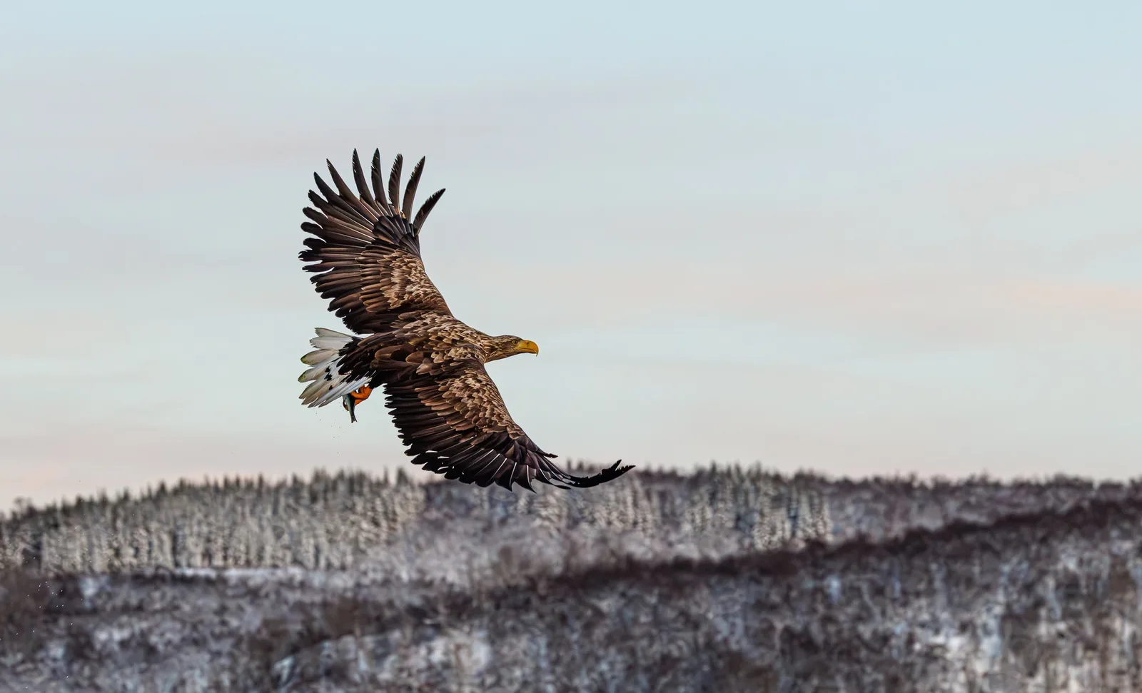 Seeadler Nordnorwegen Senja