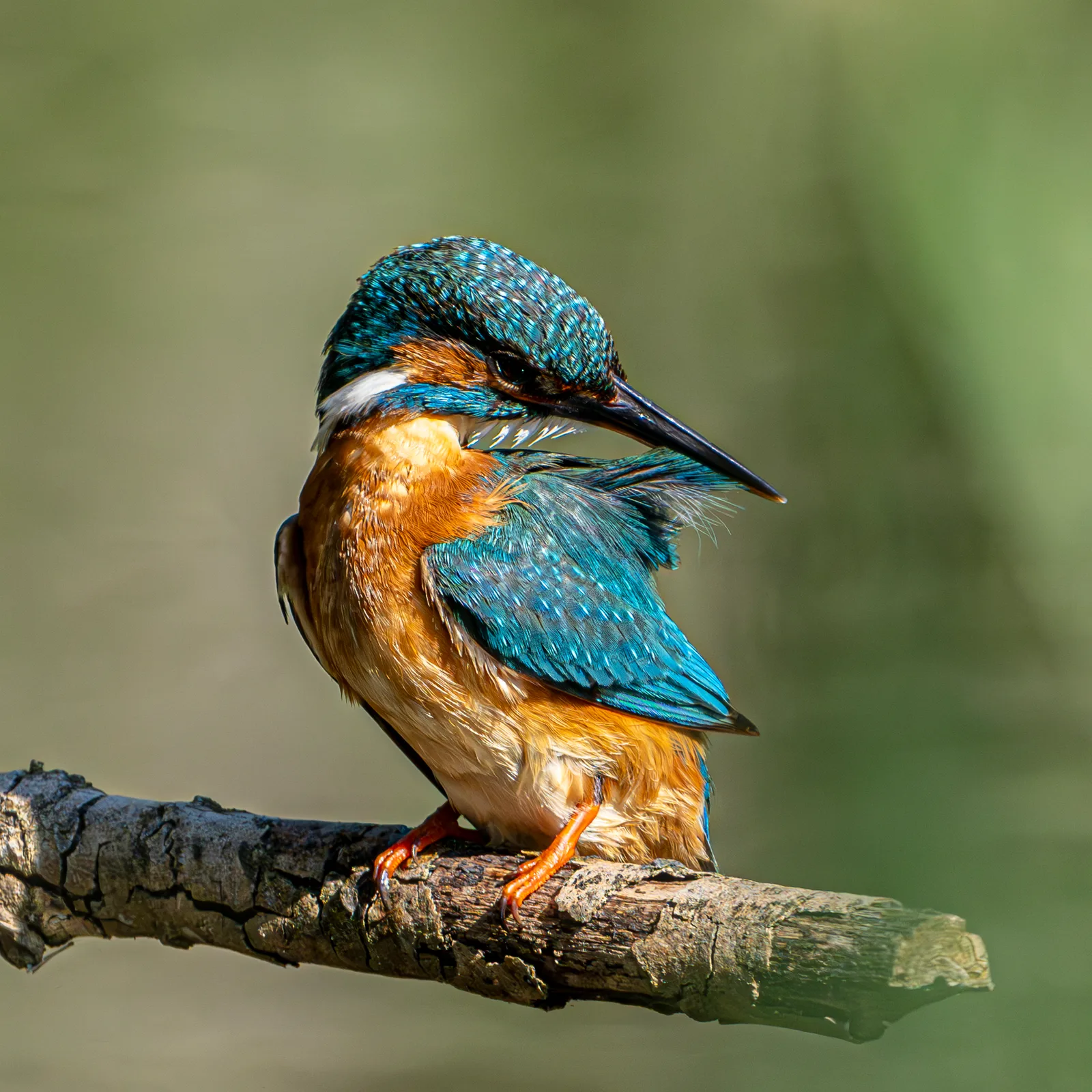 Il martin pescatore si liscia il piumaggio