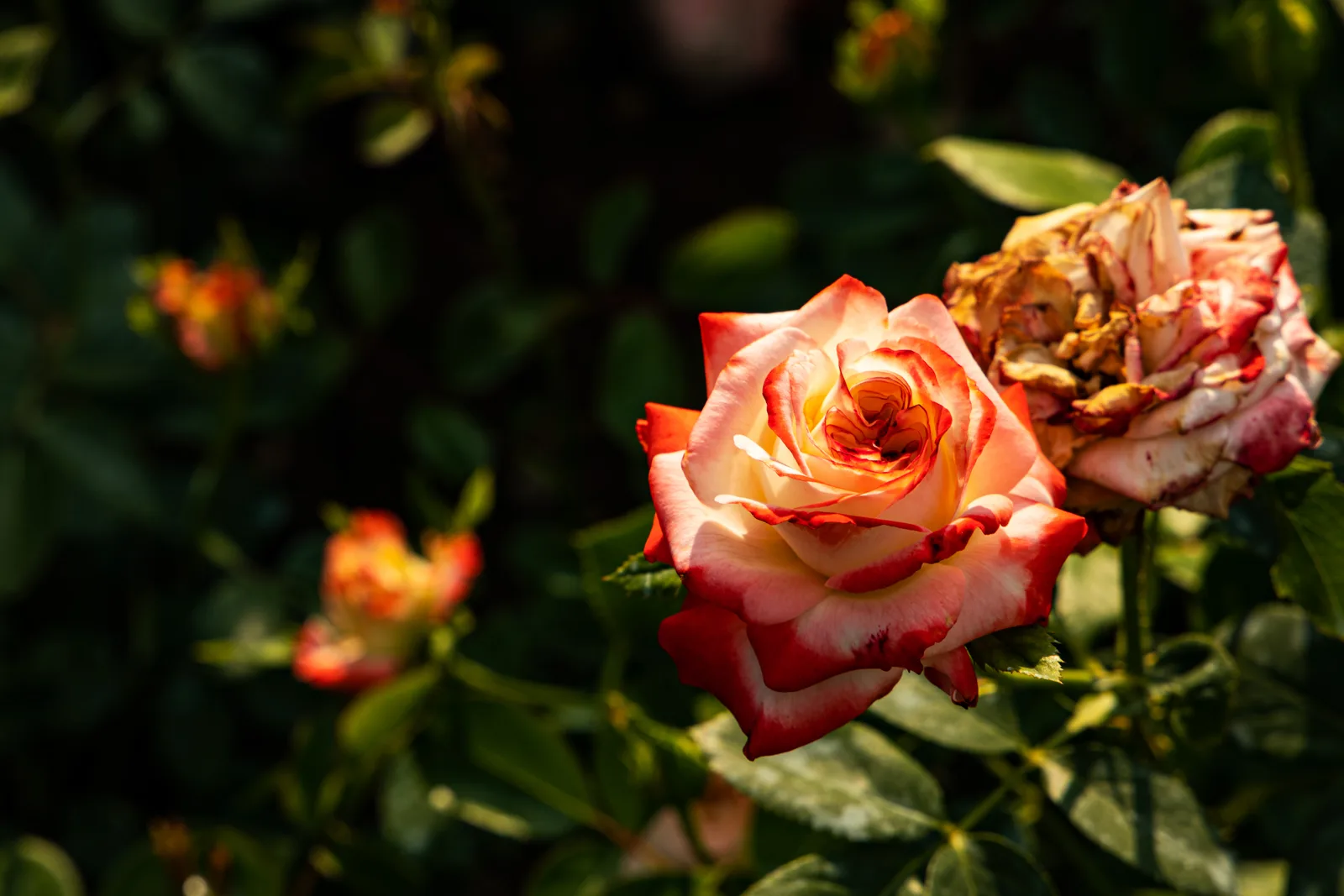 Rosengarten Schaffhausen