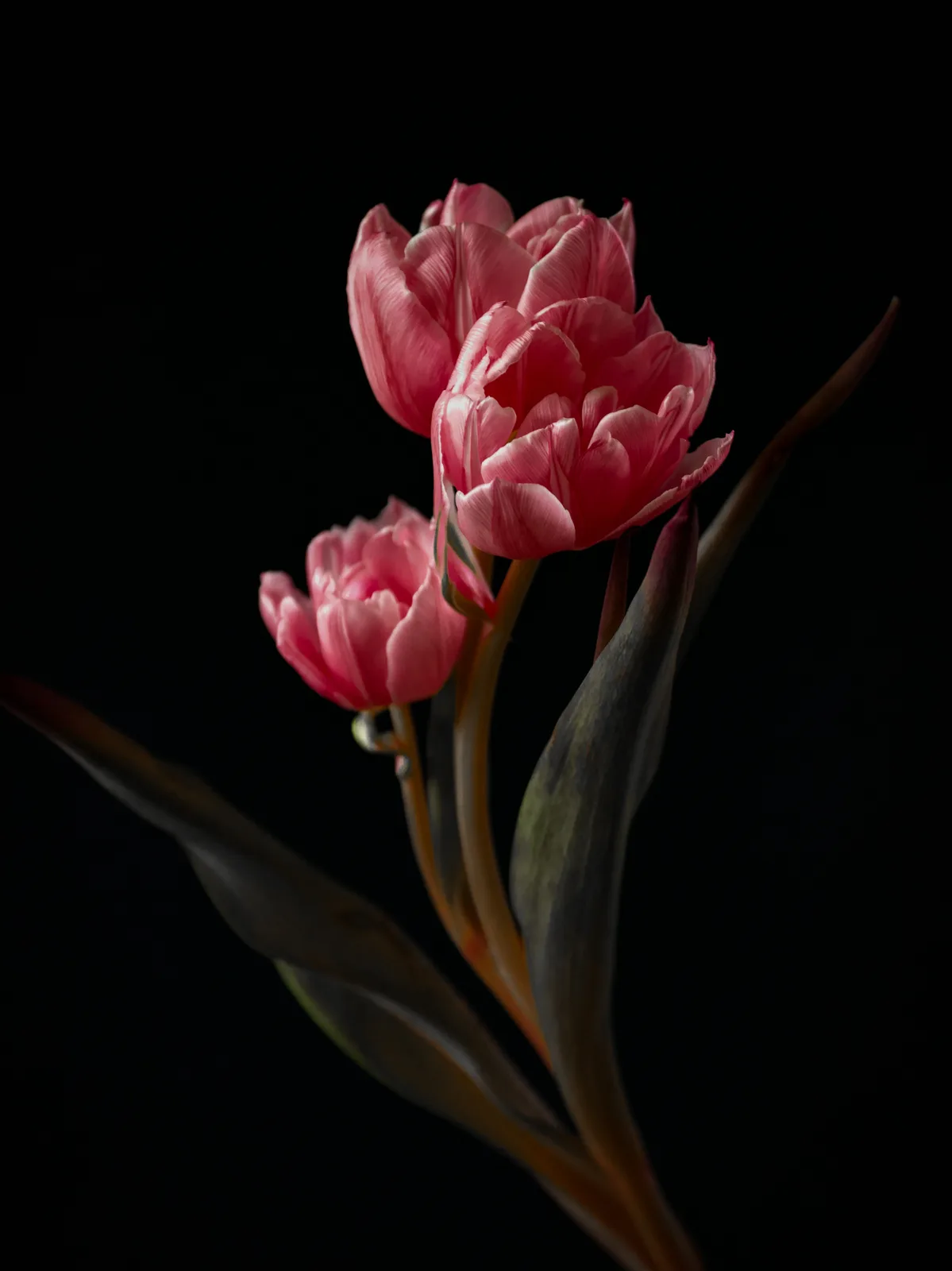 Tulip Love