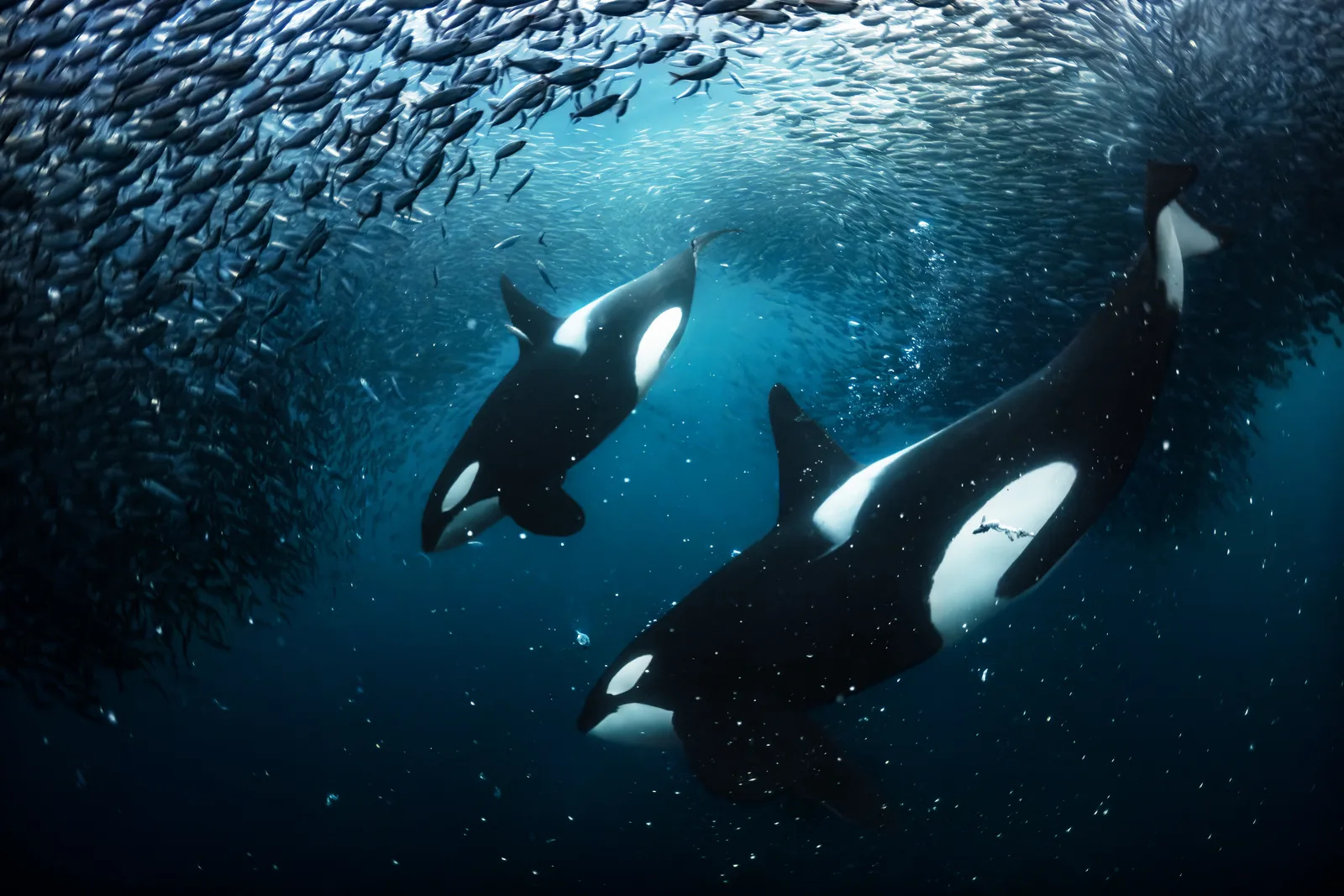 Orcas on the Hunt