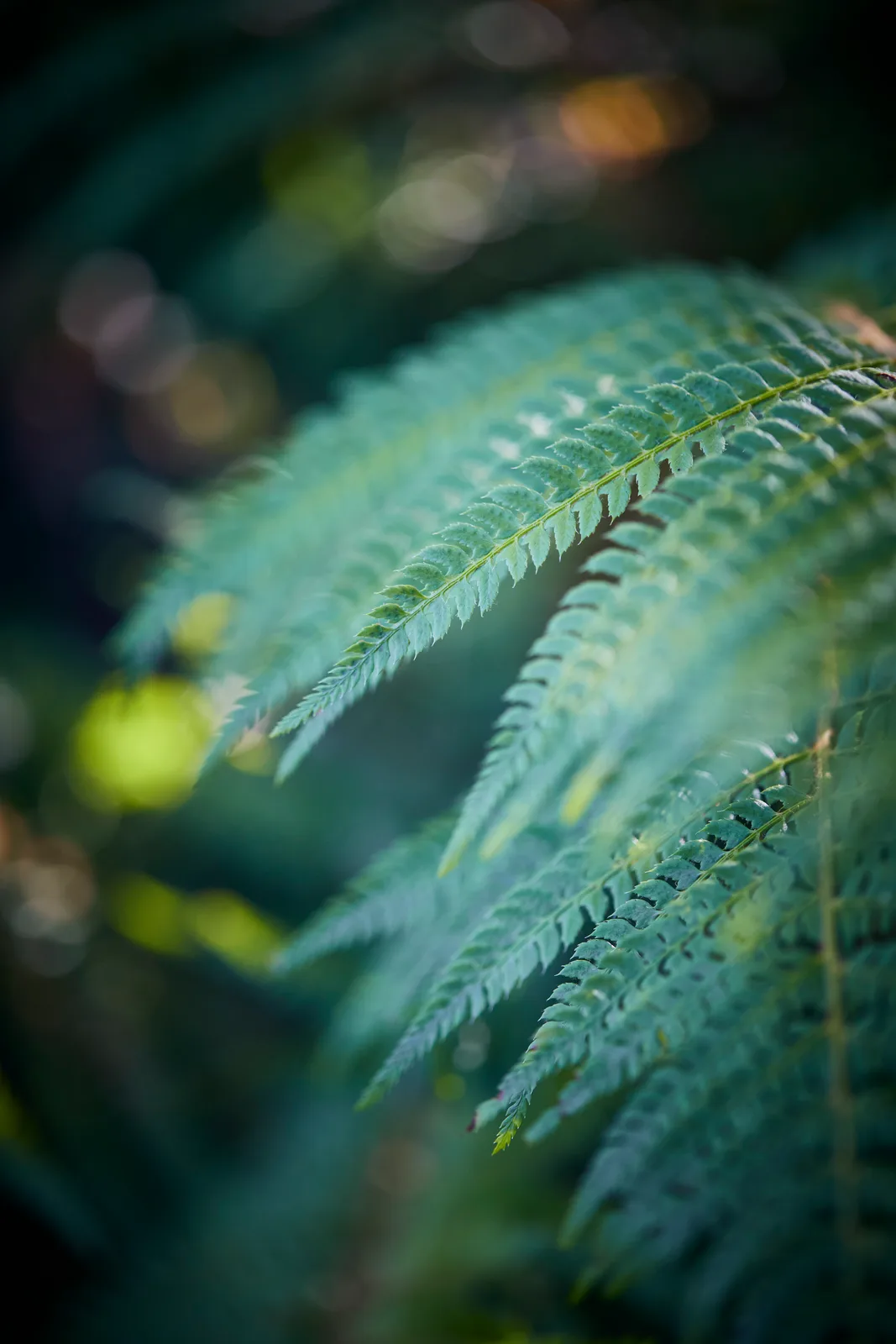 Polystichum