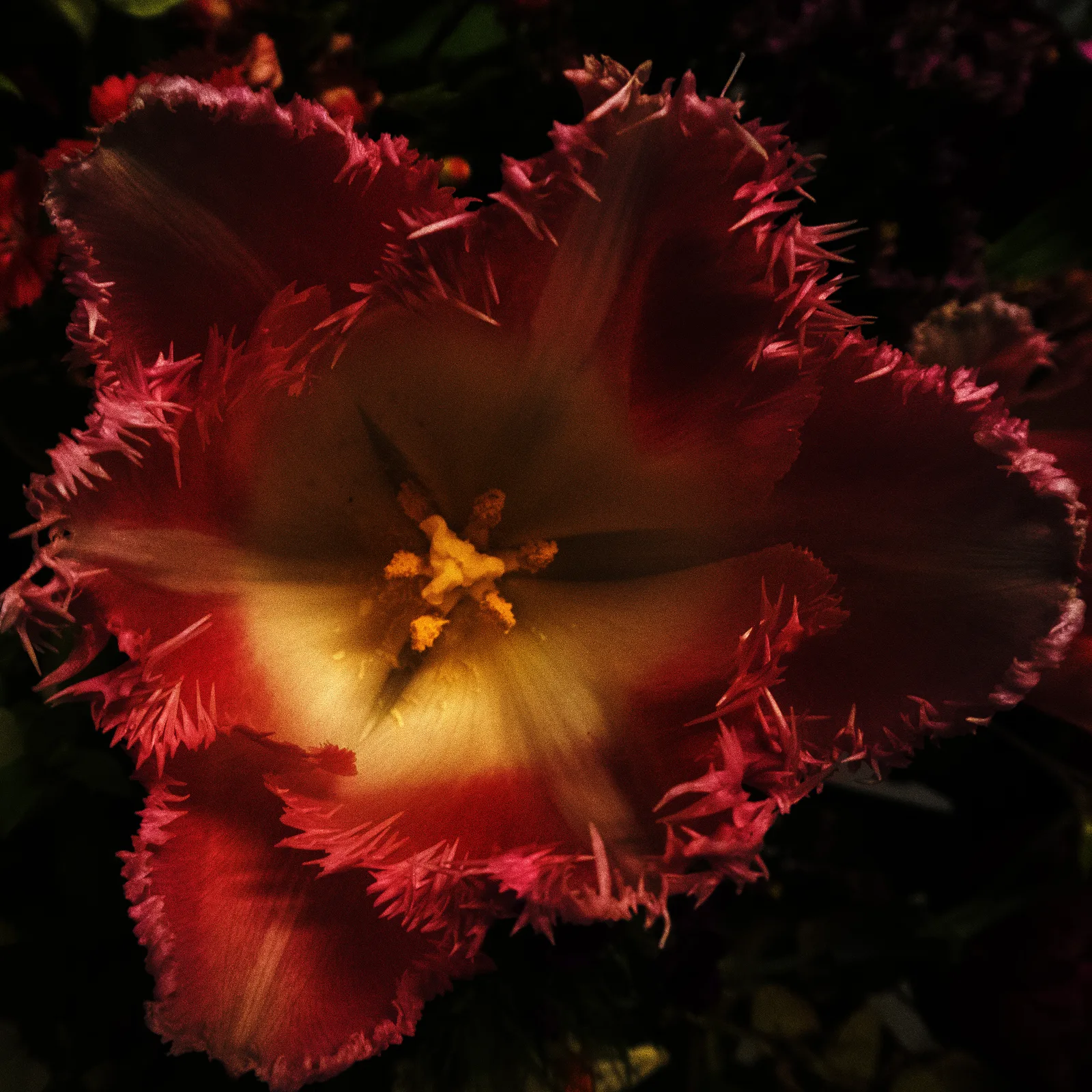 Tulipano chiaroscuro 3