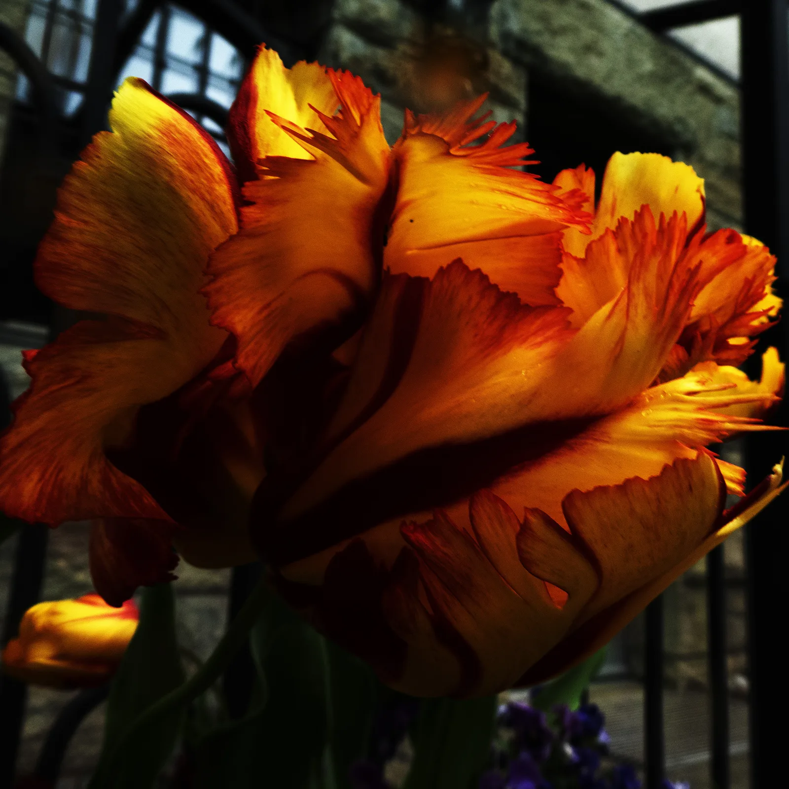 Tulipano chiaroscuro 6