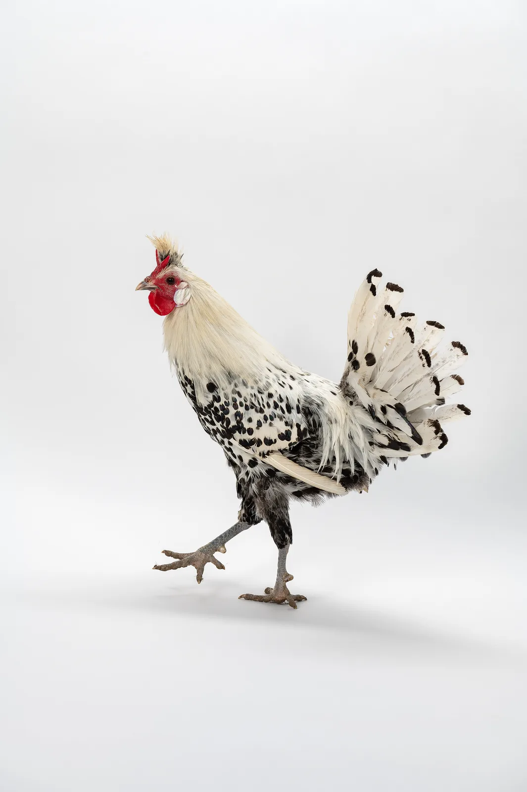 Appenzeller Spitzhauben