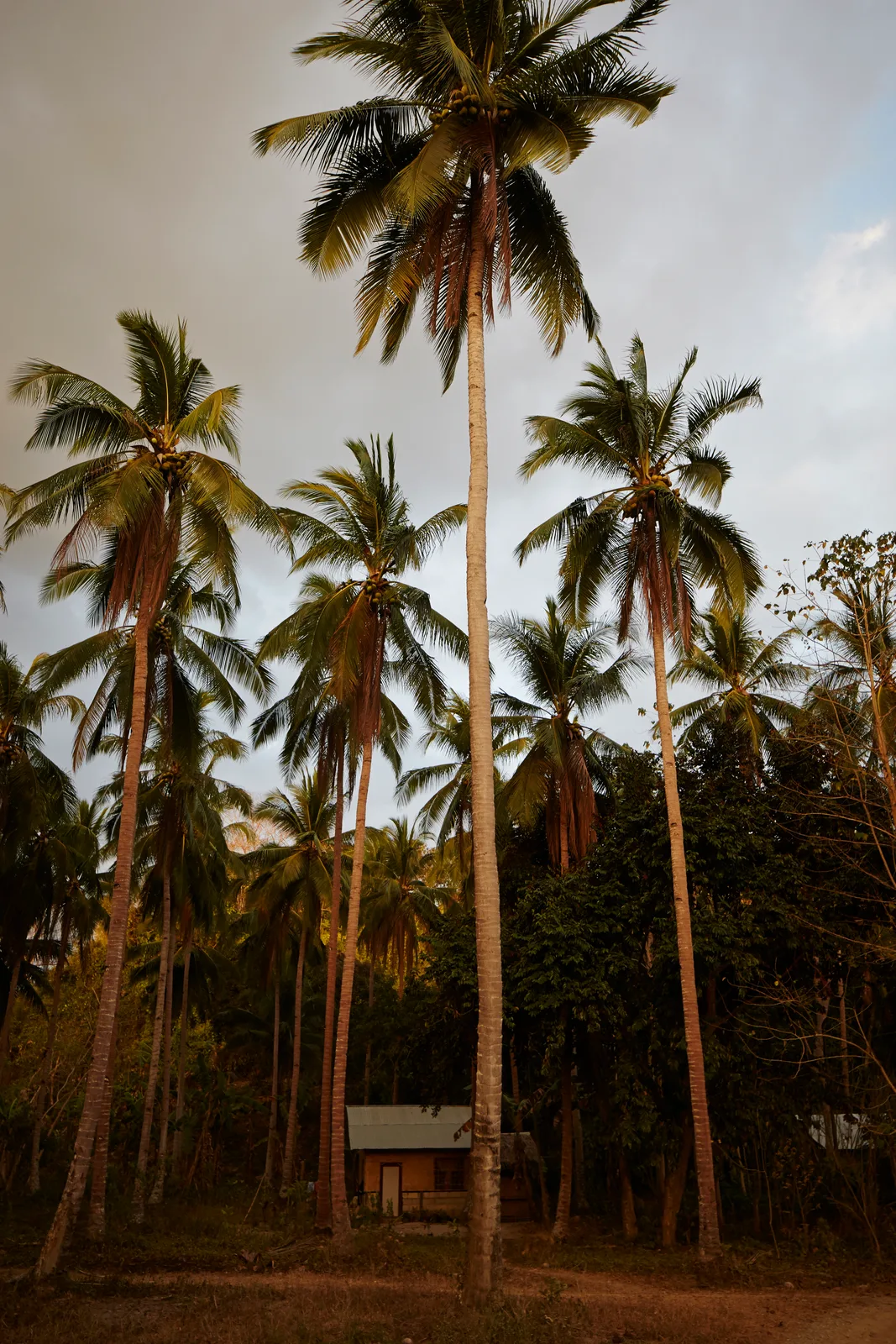 Palm Trees