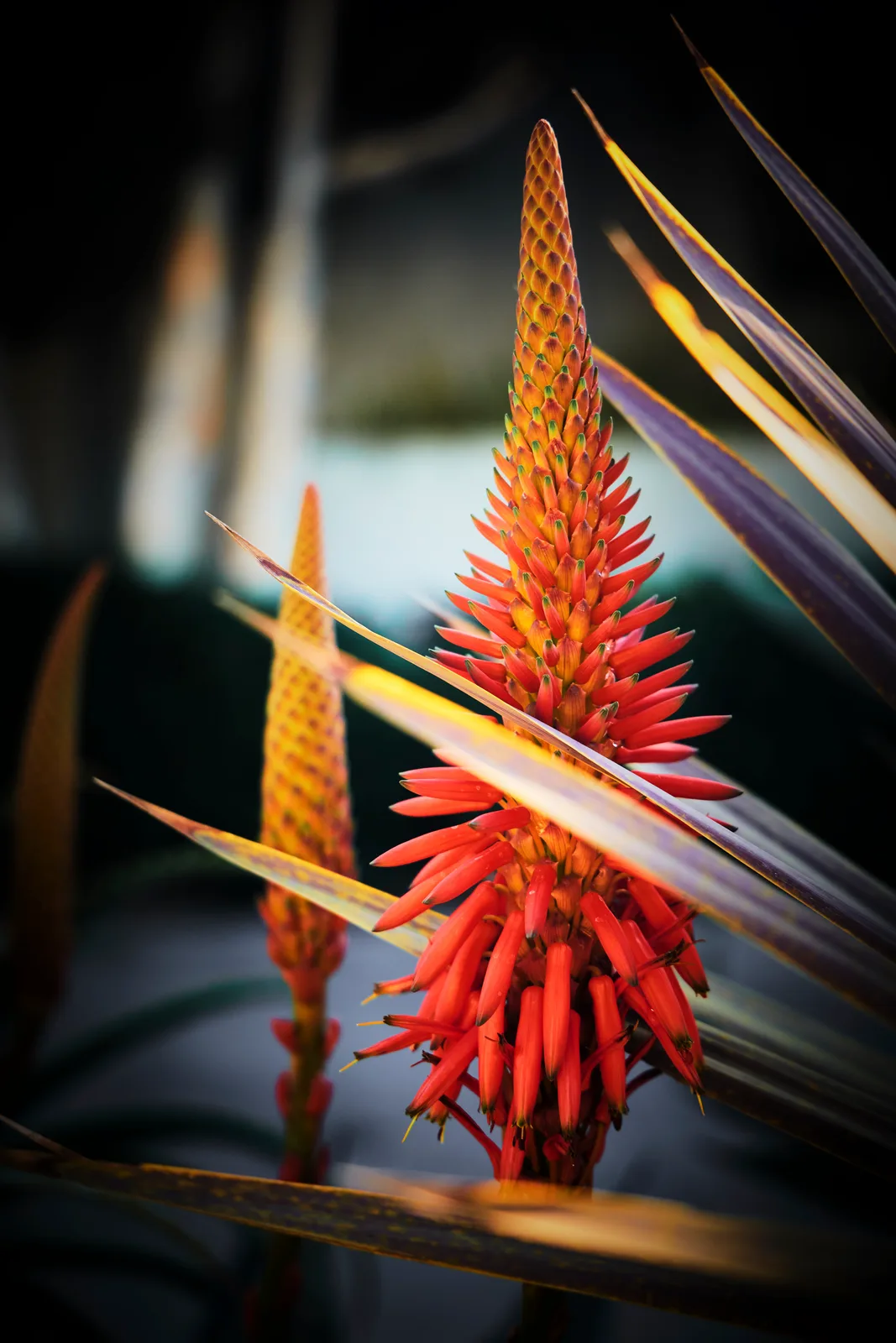 Aloe