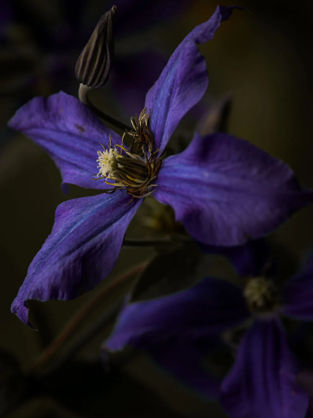 Blue Clematis