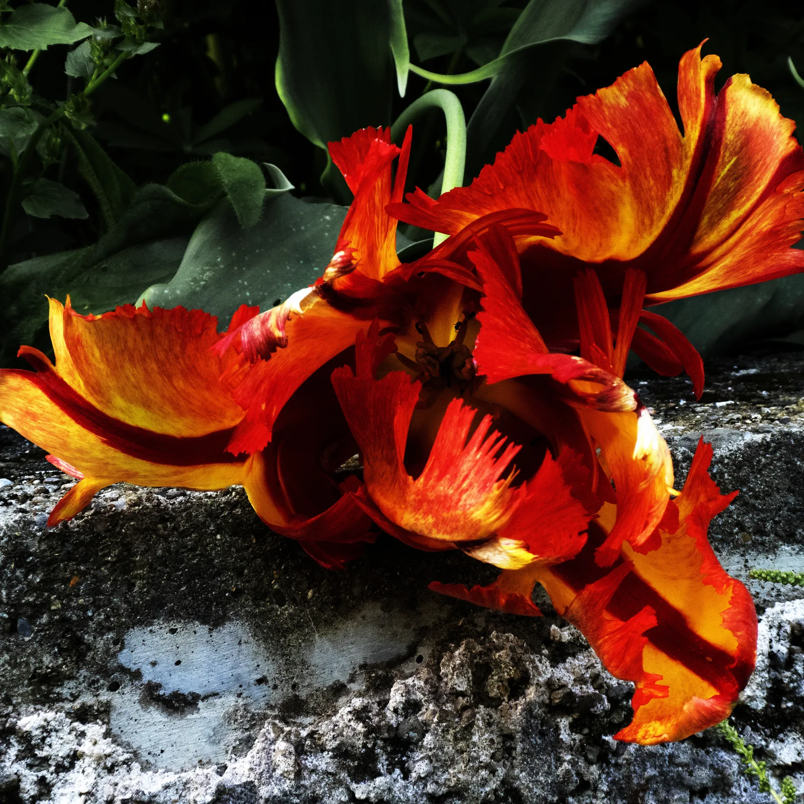 Tulipano chiaroscuro 8