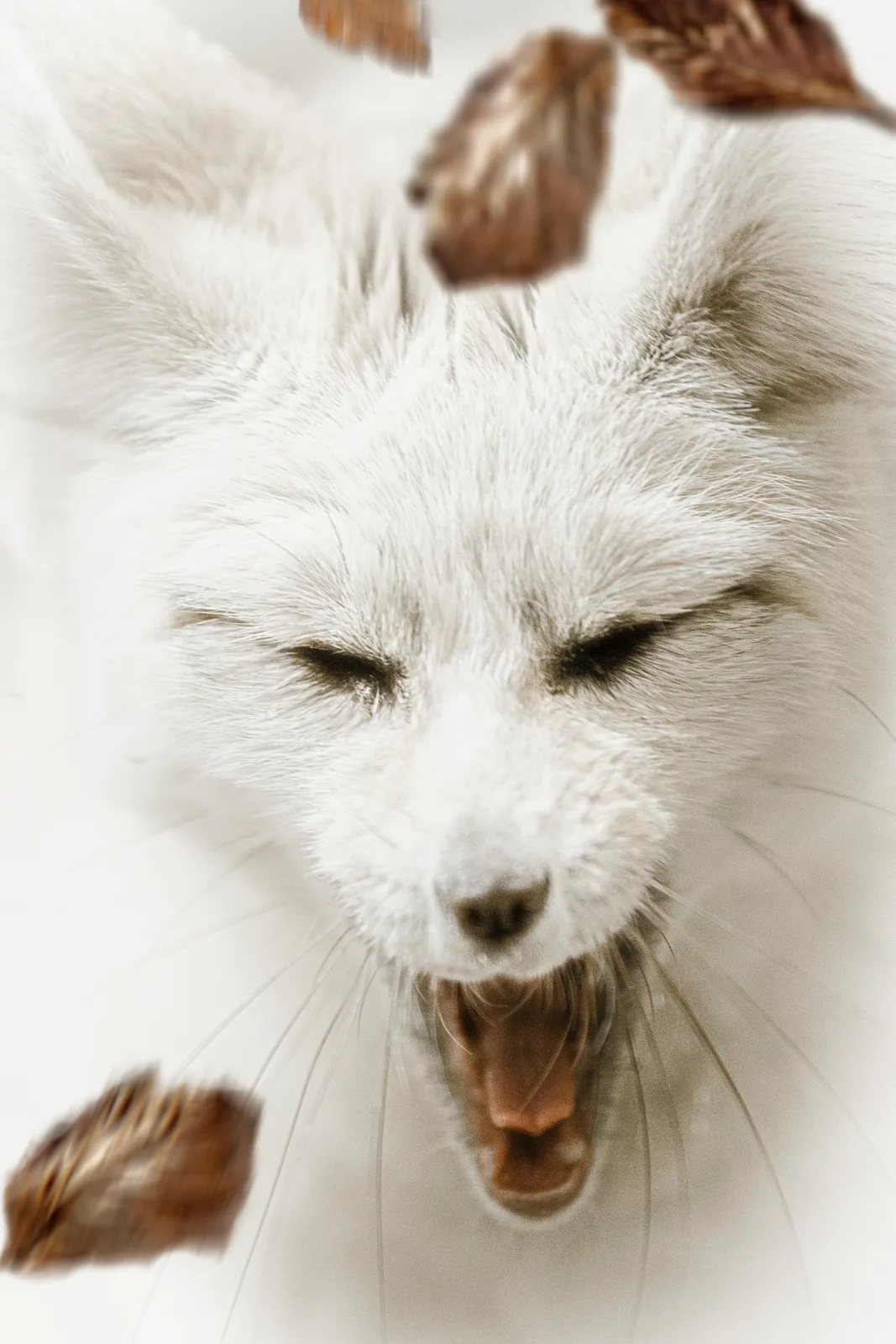 Forest Creature 9