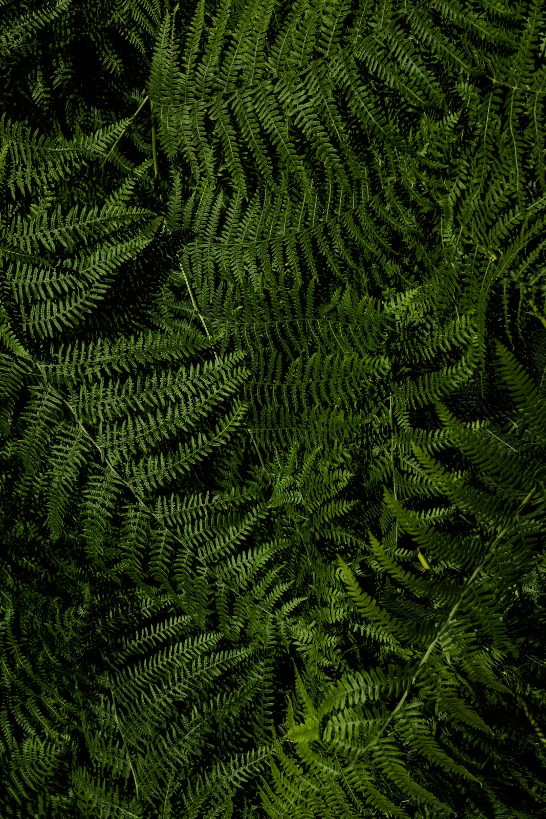 Darkgreen 04